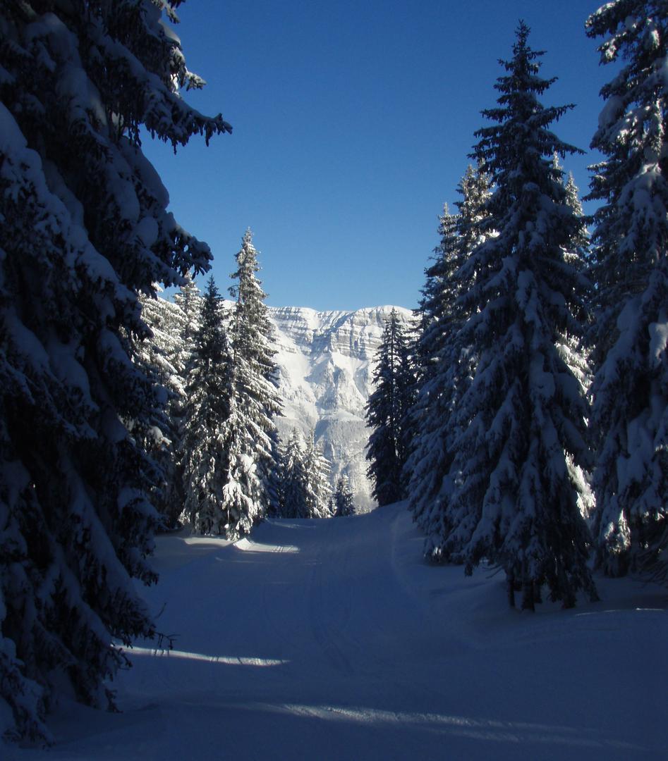 Piste durch verschneiten Wald