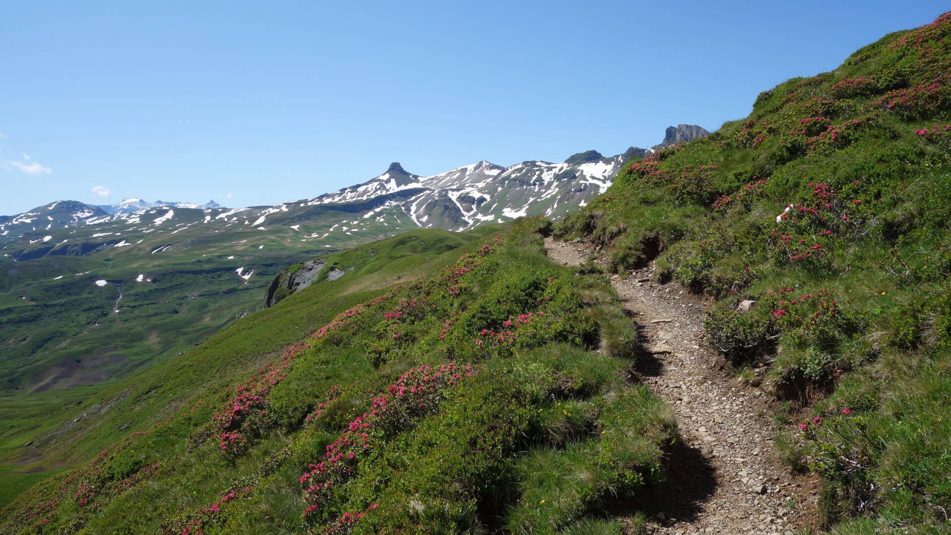 Alpenrosen