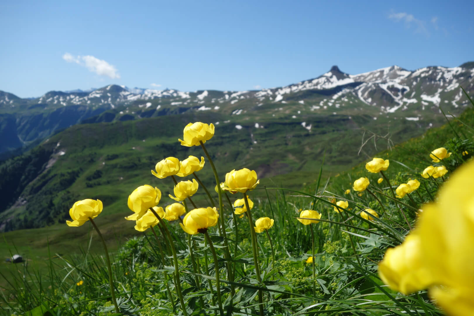 Trollblumen und Spitzmeilen