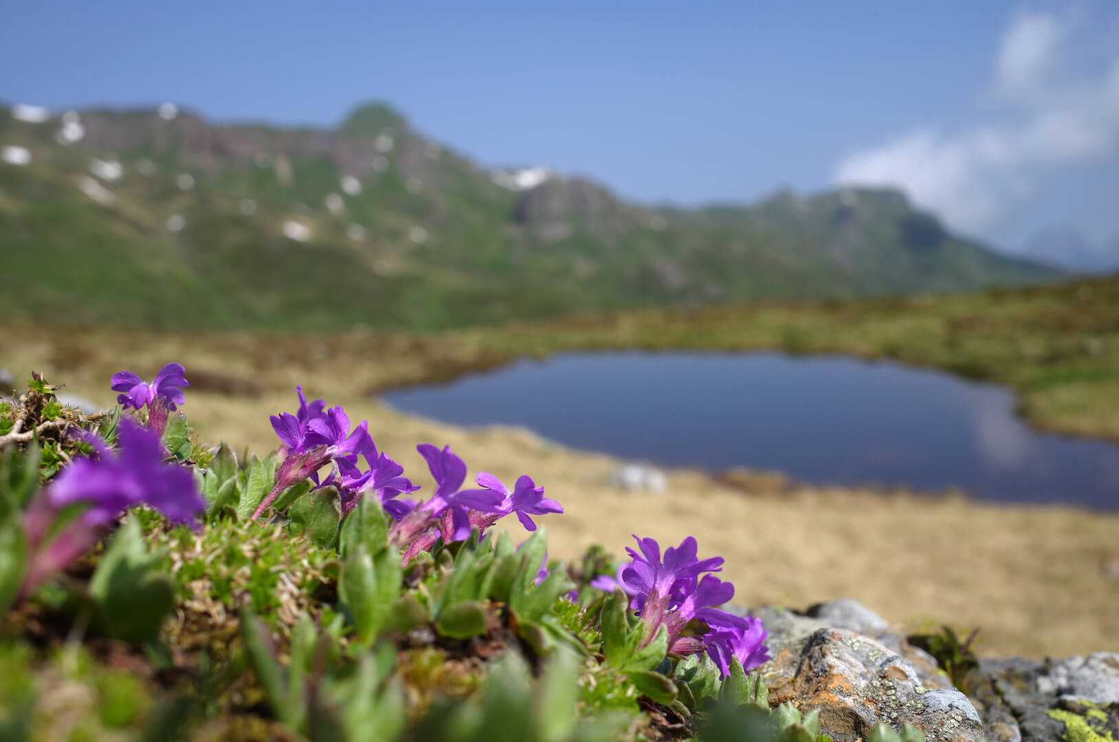 Blümchen mit Bergsee