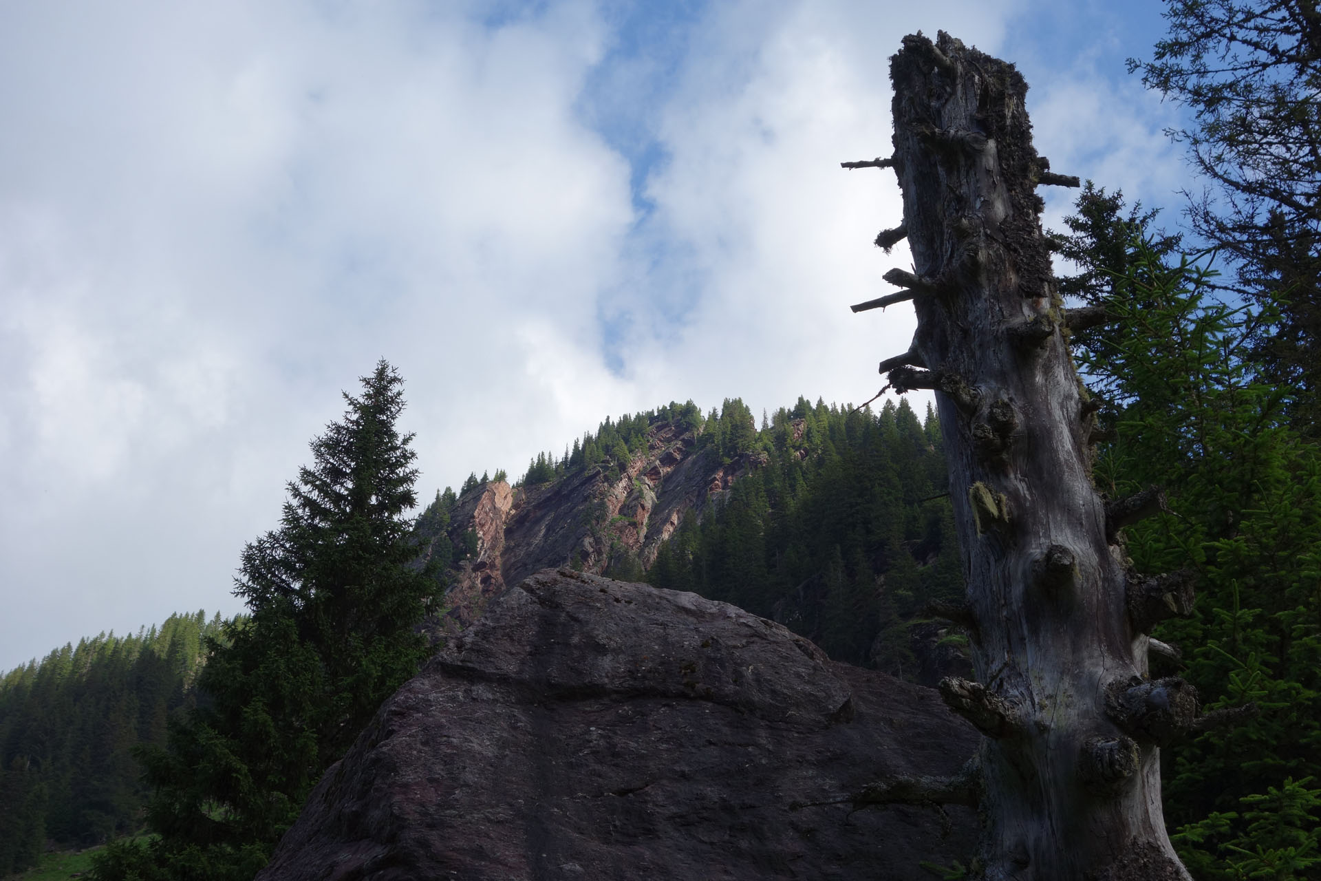 Abgestorbener Baum vor Fels