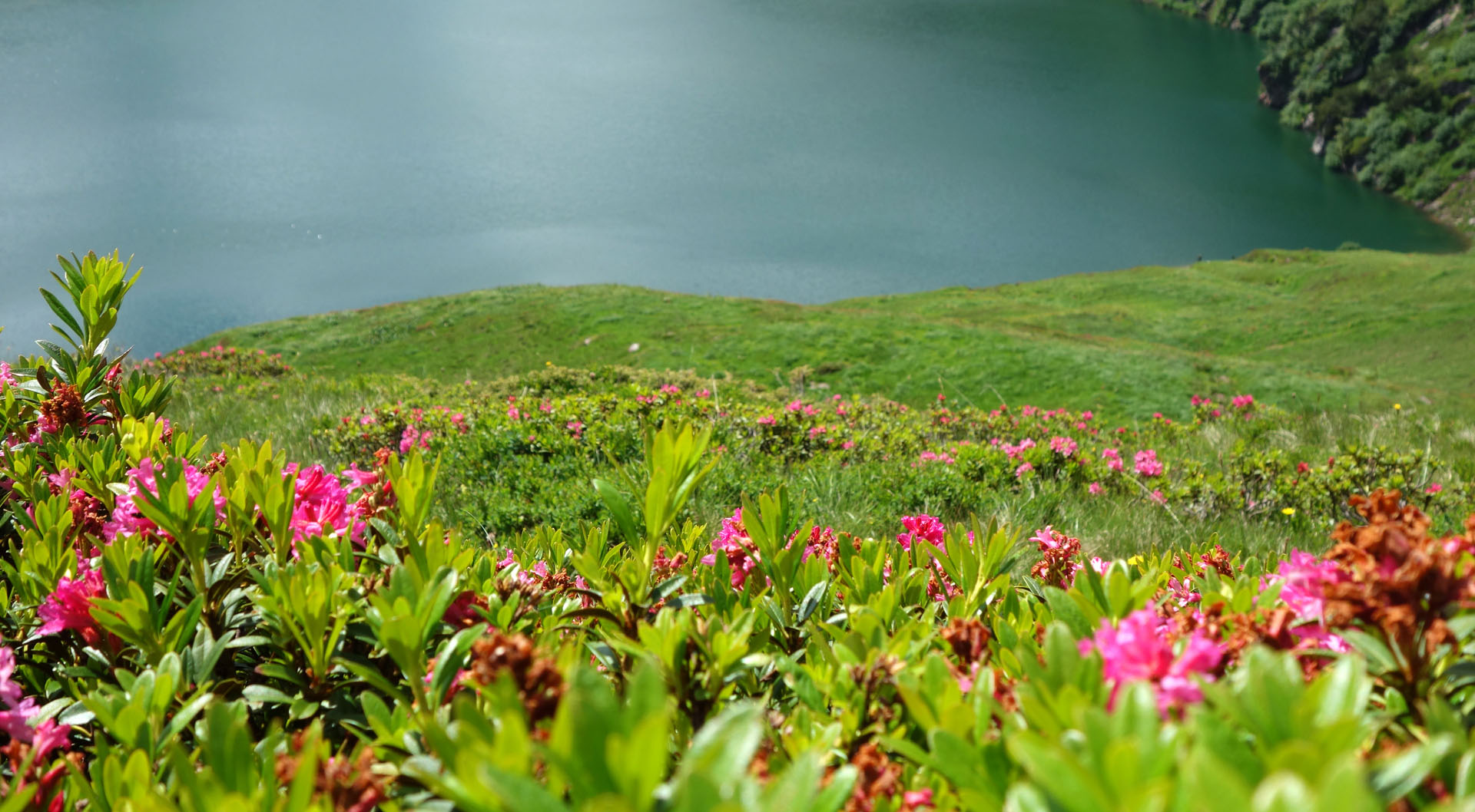 Alpenrosen am Murgsee