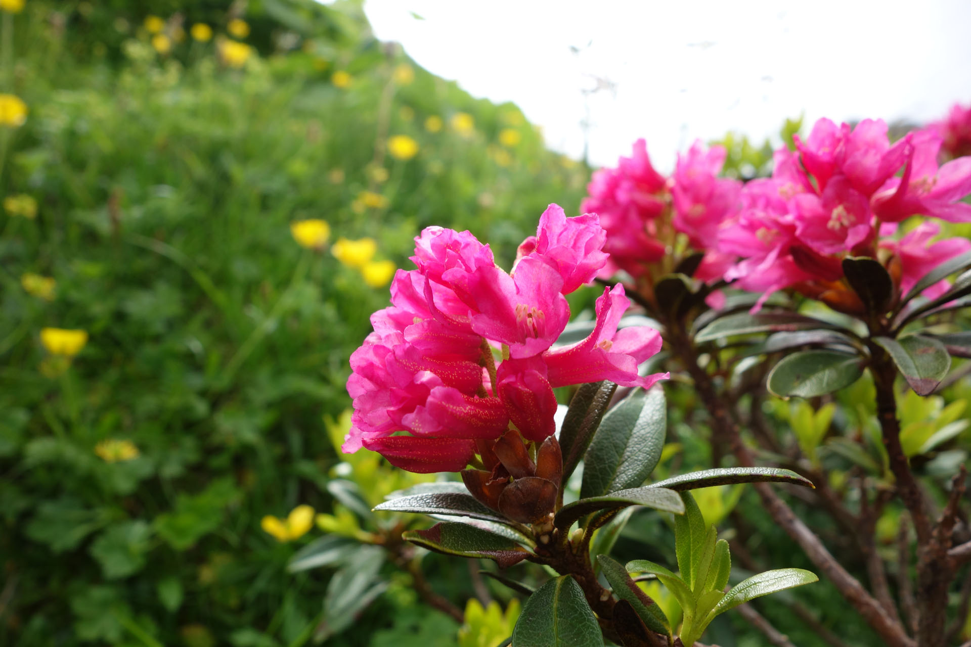 Alpenrosen