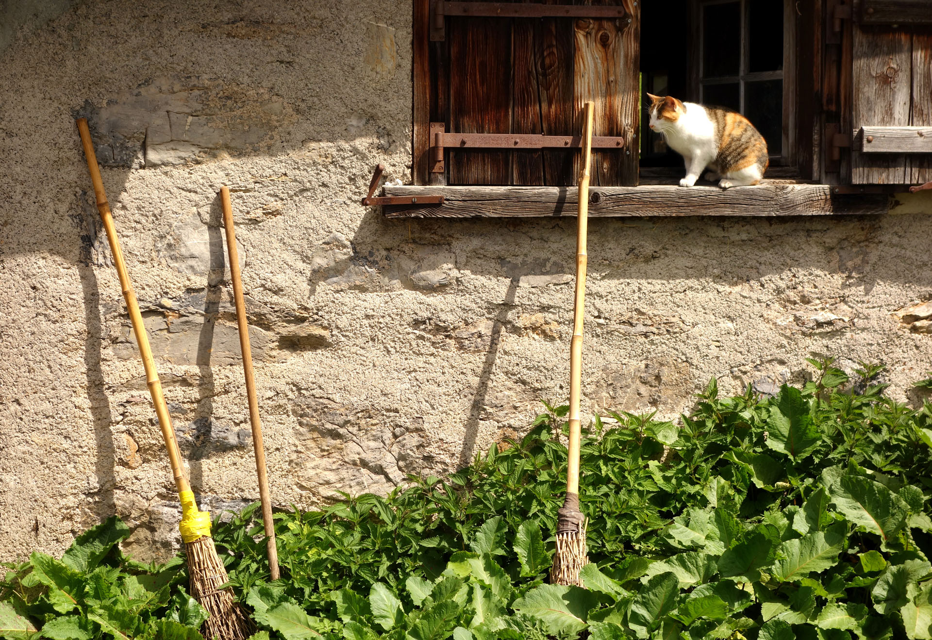 Katze an Bauernhof