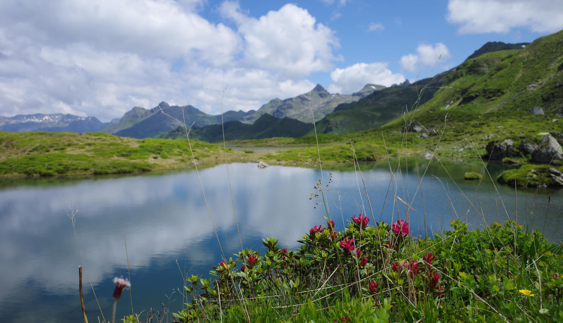 Alpenrosen mit See