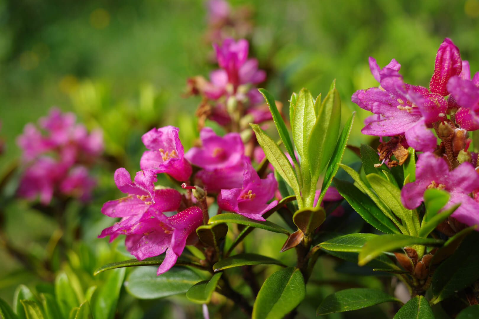 Alpenrosen