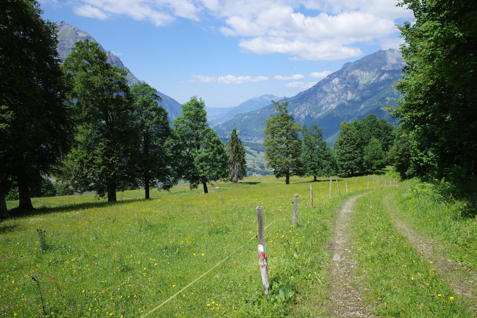 Alpweg an Blumenwiese