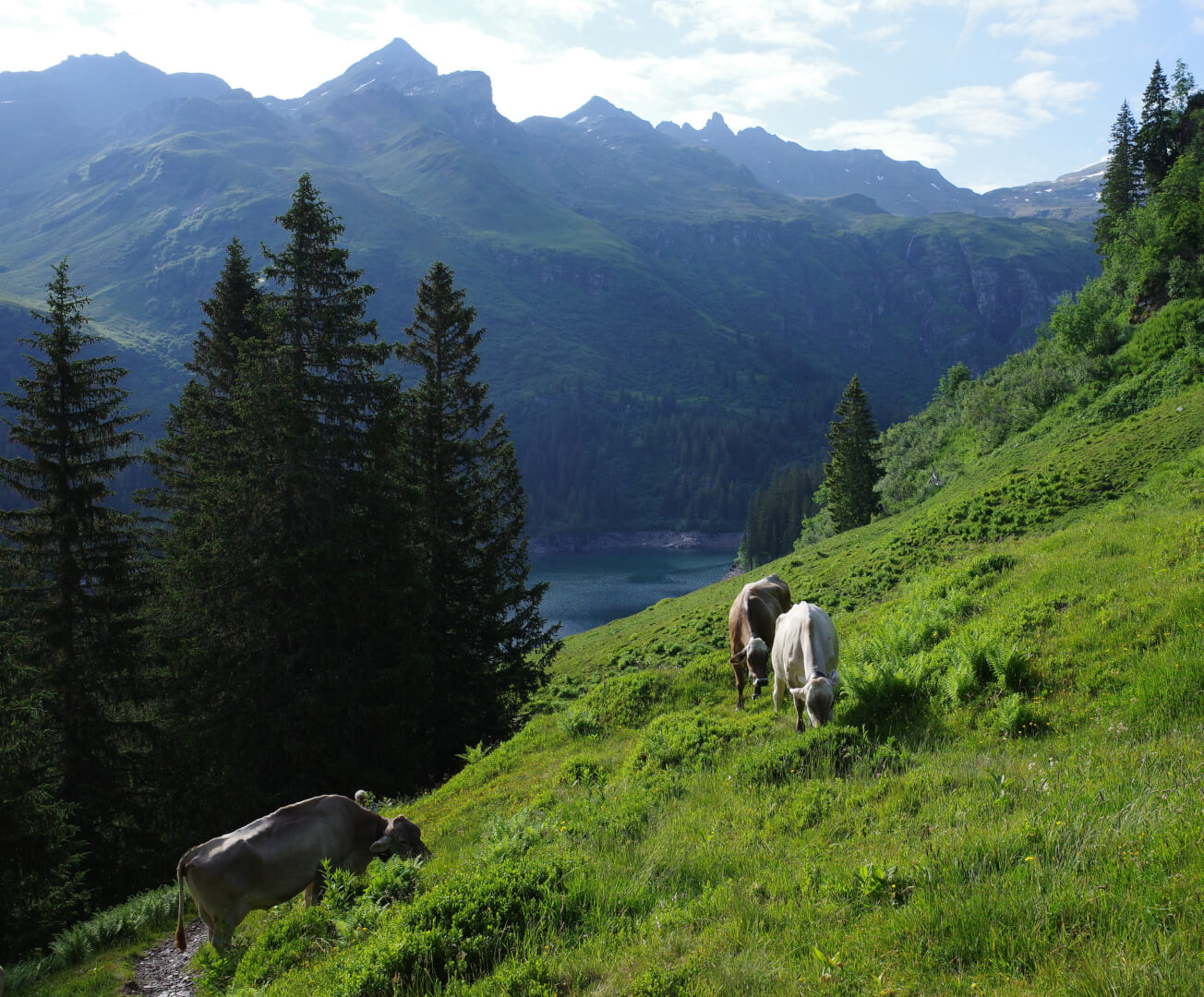 Kühe auf Wanderweg