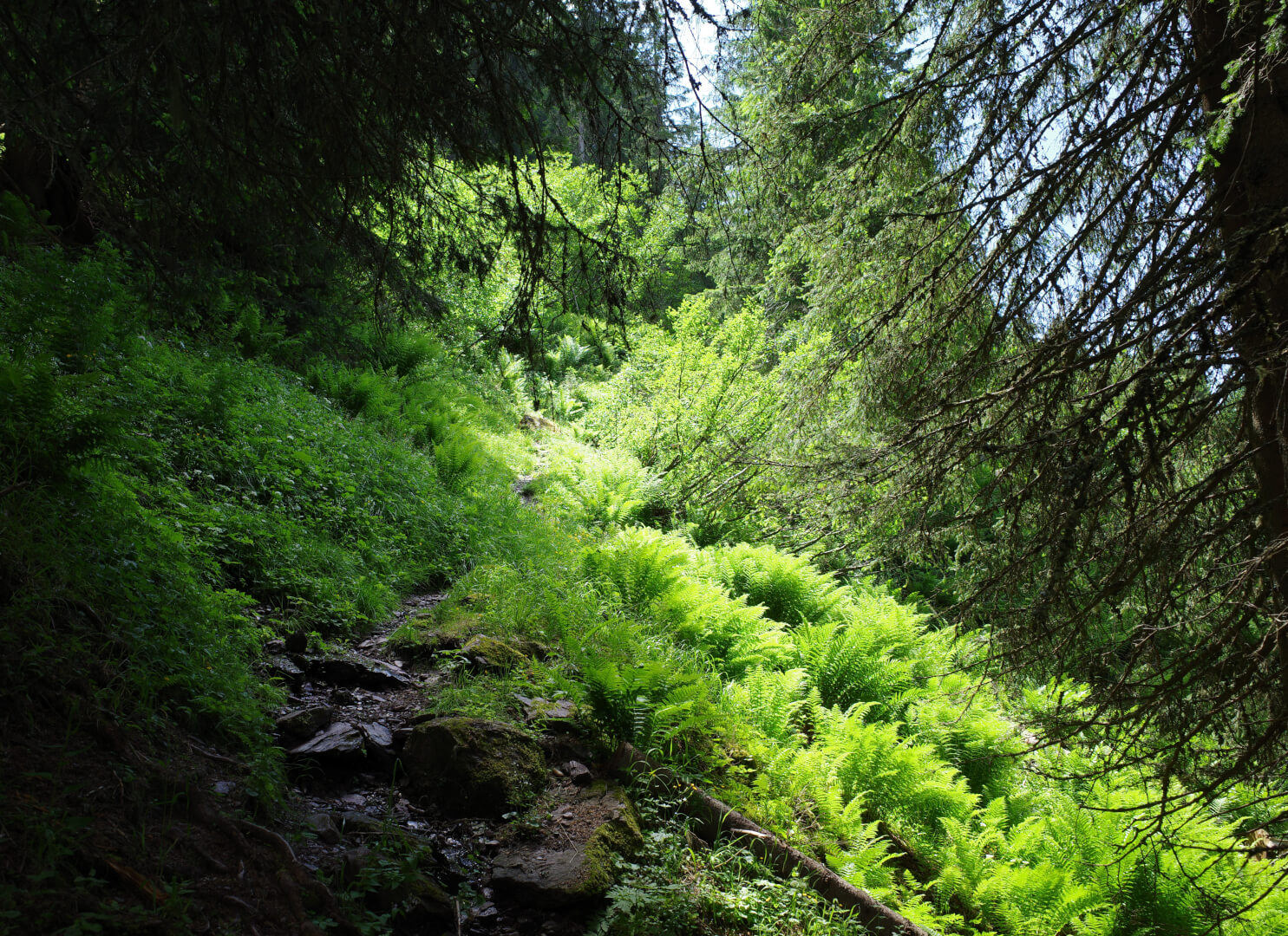 Steiler Abstieg durch Wald