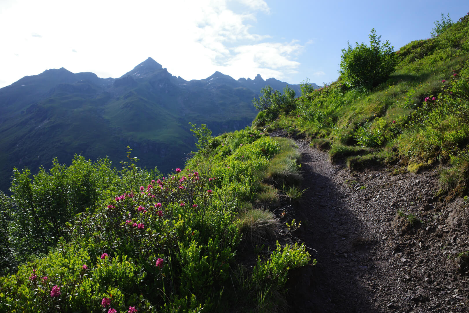 Wanderweg mit Alpenrosen