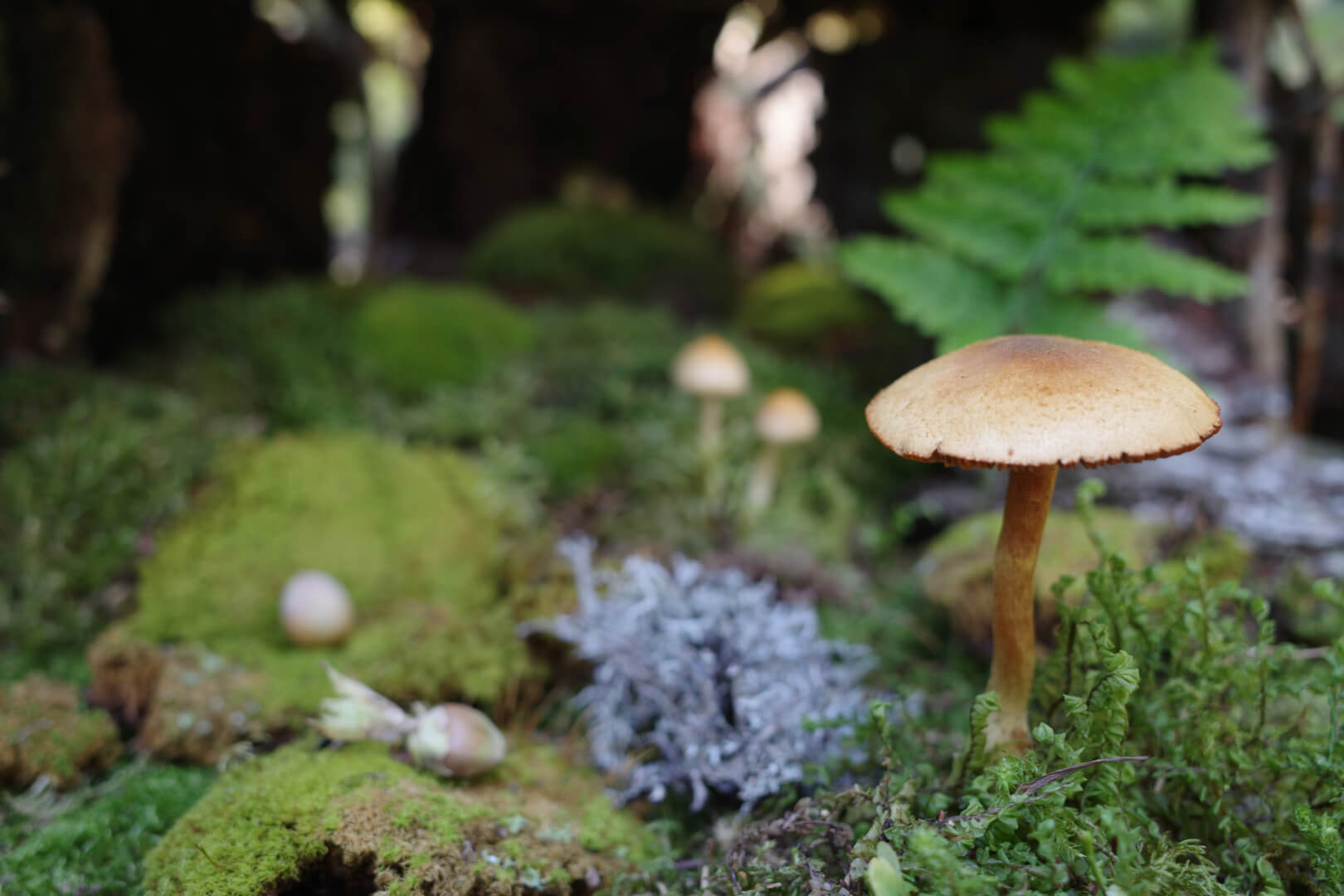 Pilze, Moos und Farne