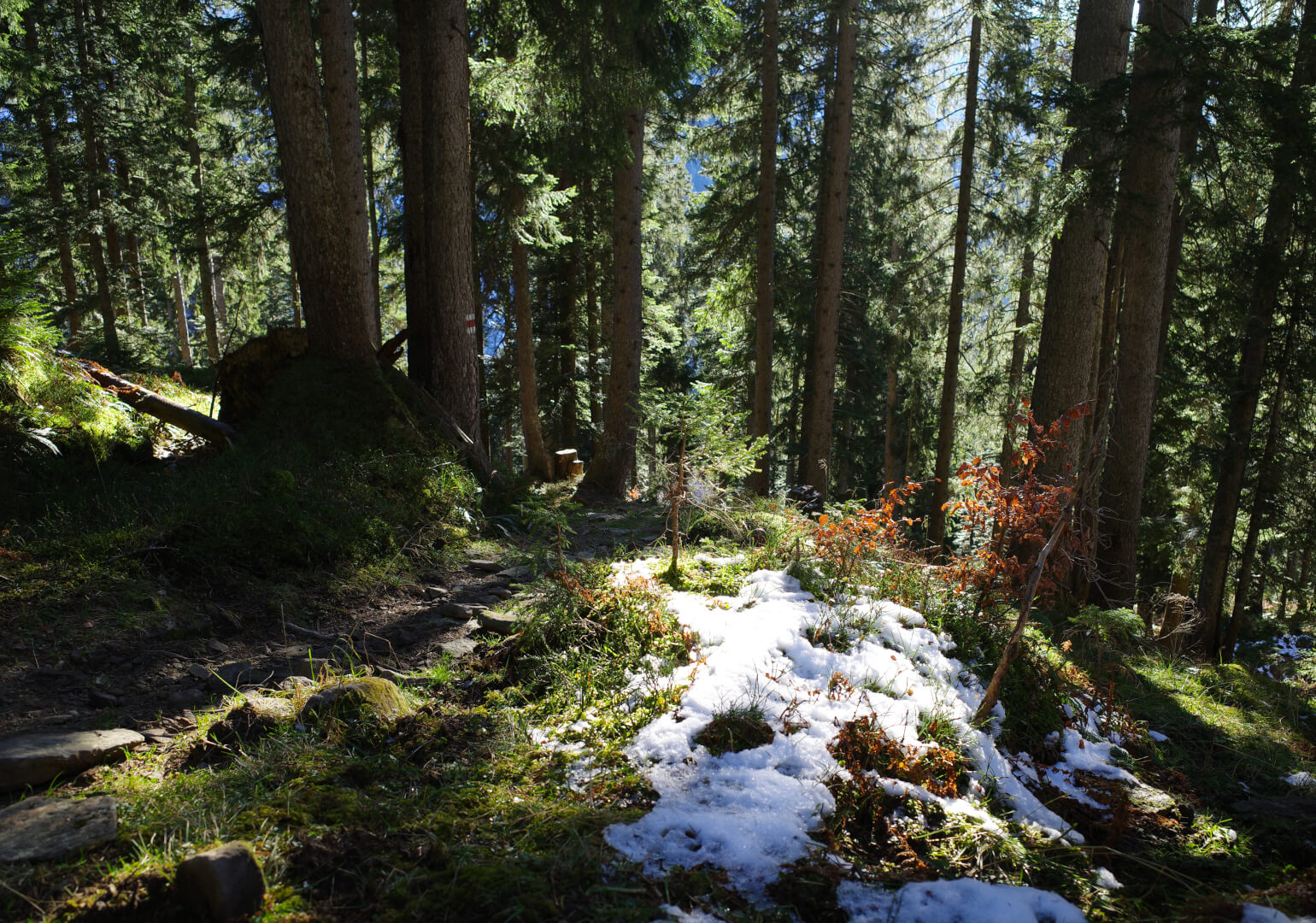 Abstieg im Wald