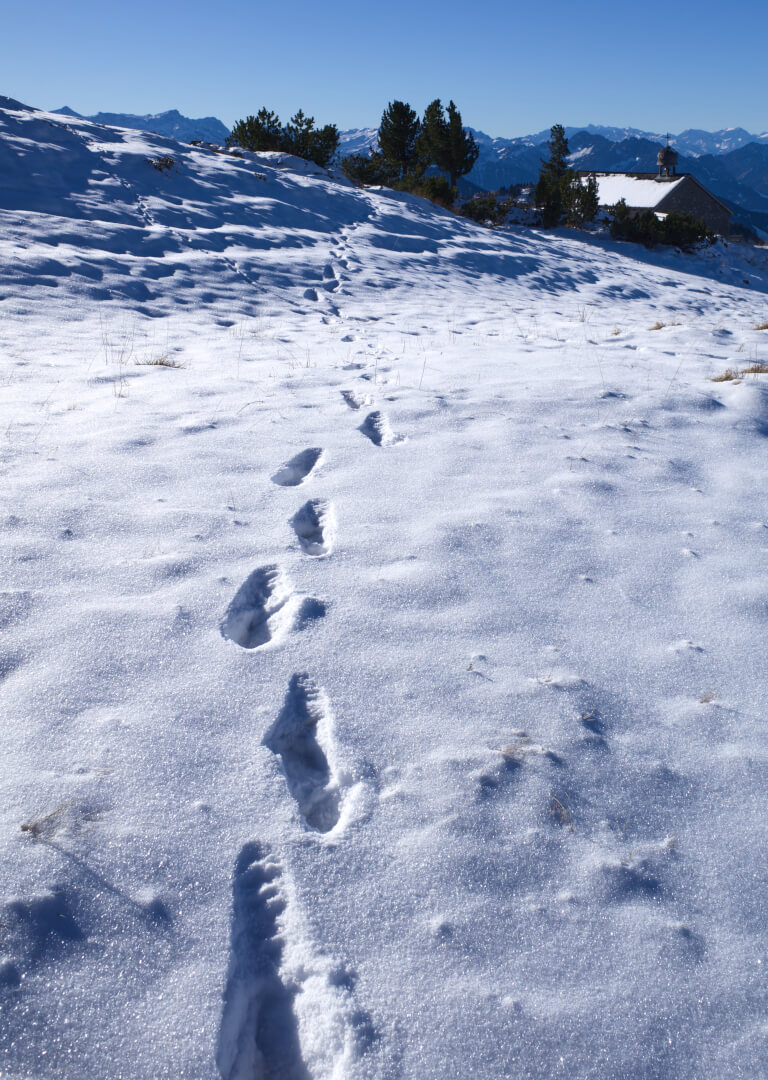 Spur im Schnee