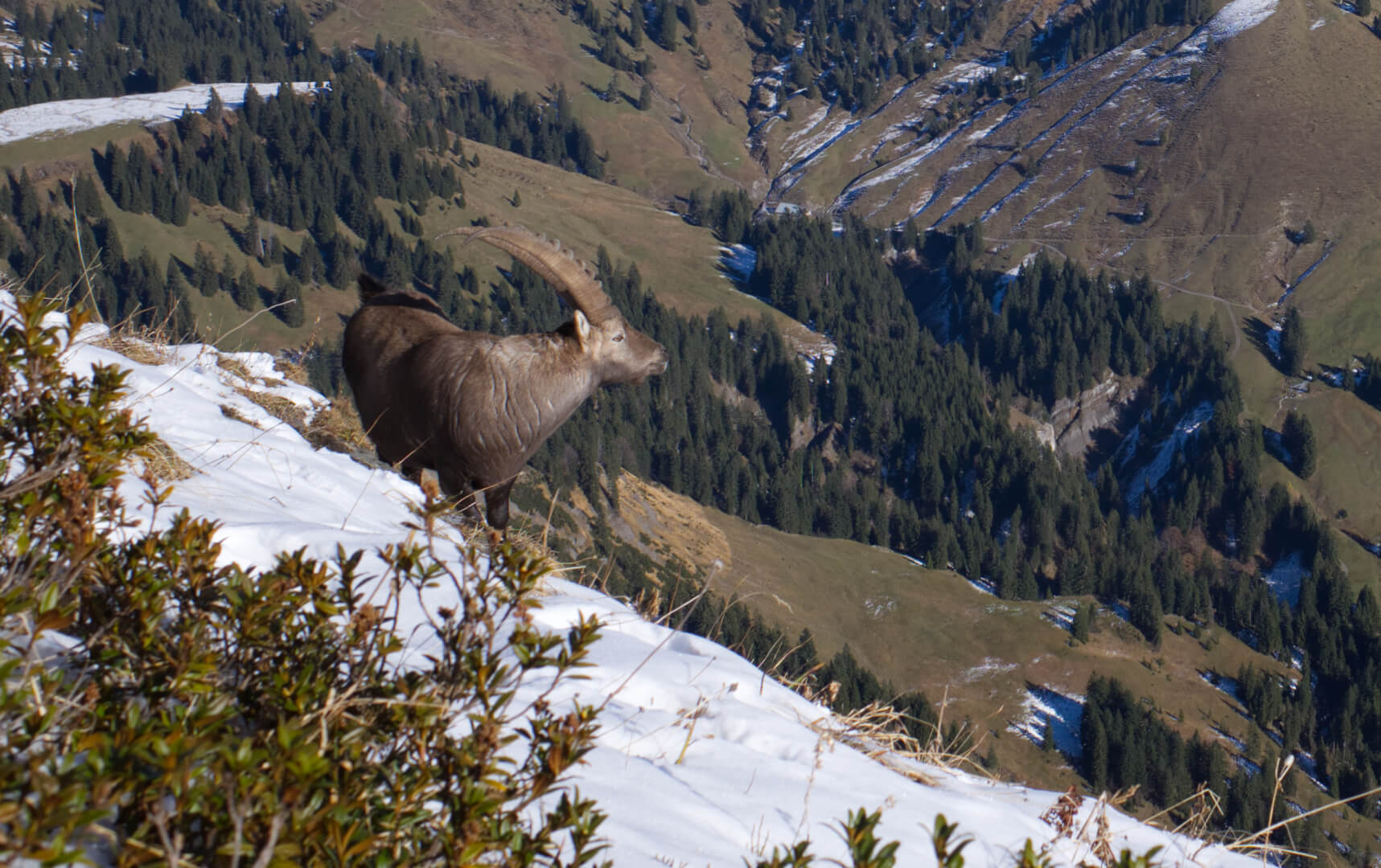 Steinbock