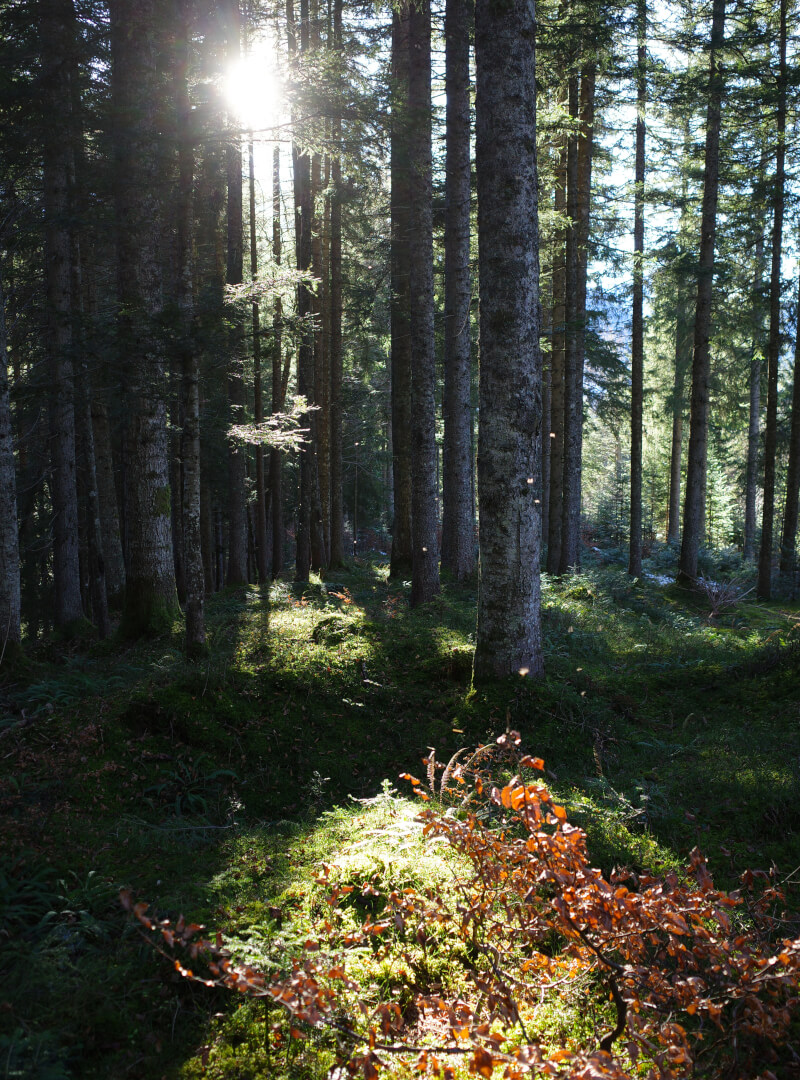 Verzauberter Wald