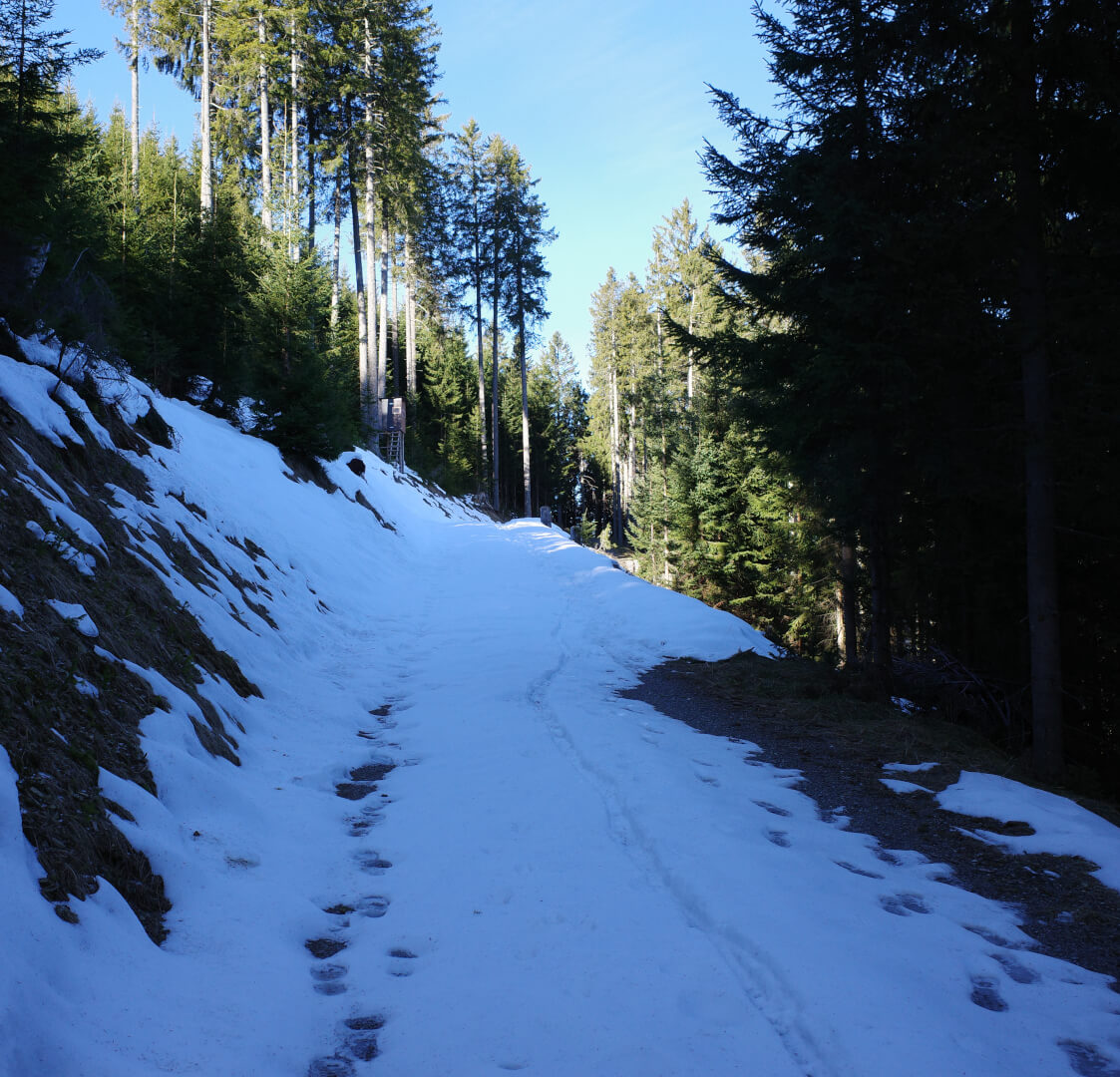 Schnee auf Waldweg