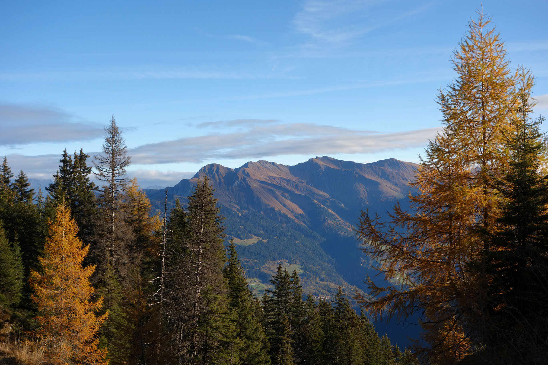 Lärchen im Herbst