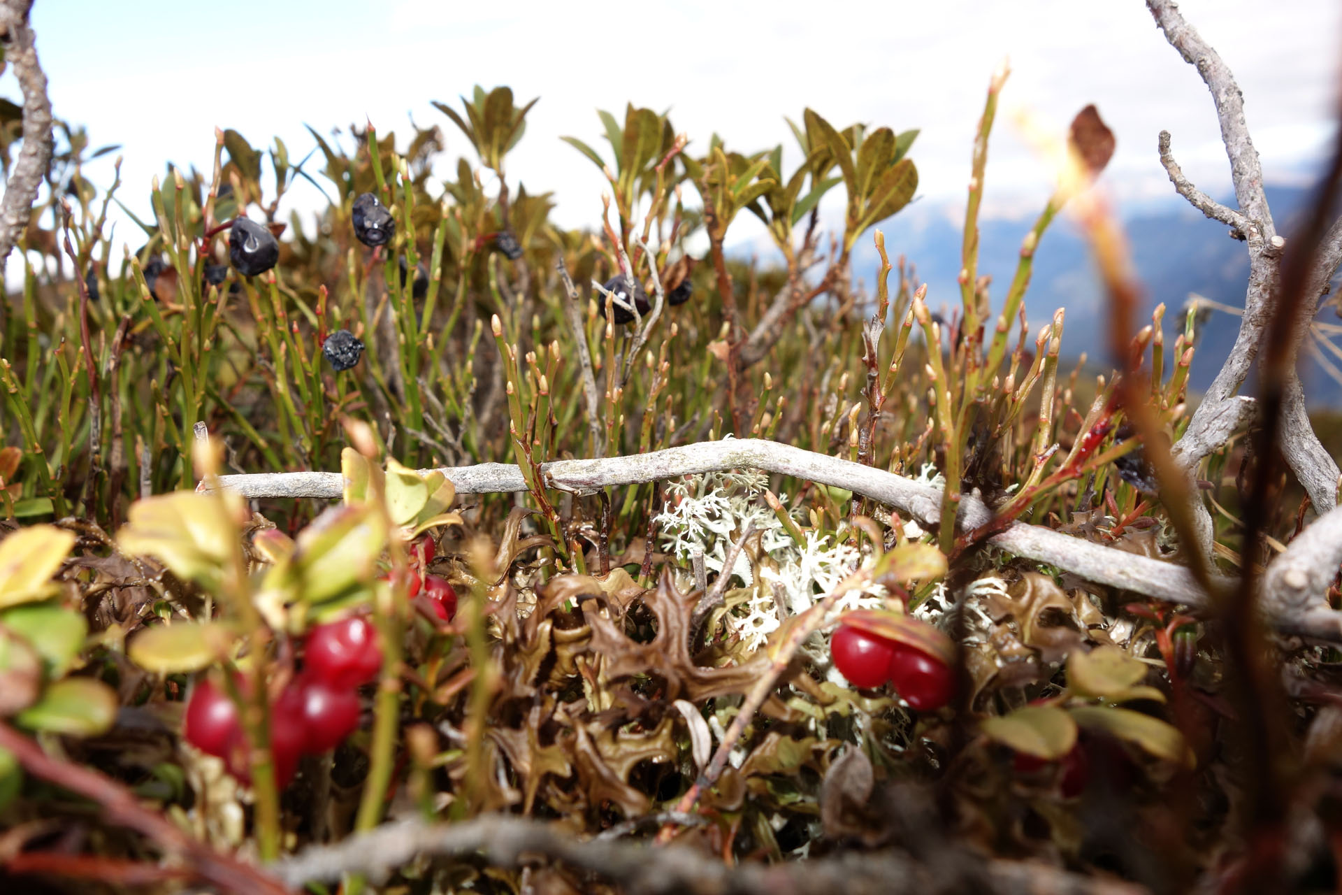 Rote Beeren