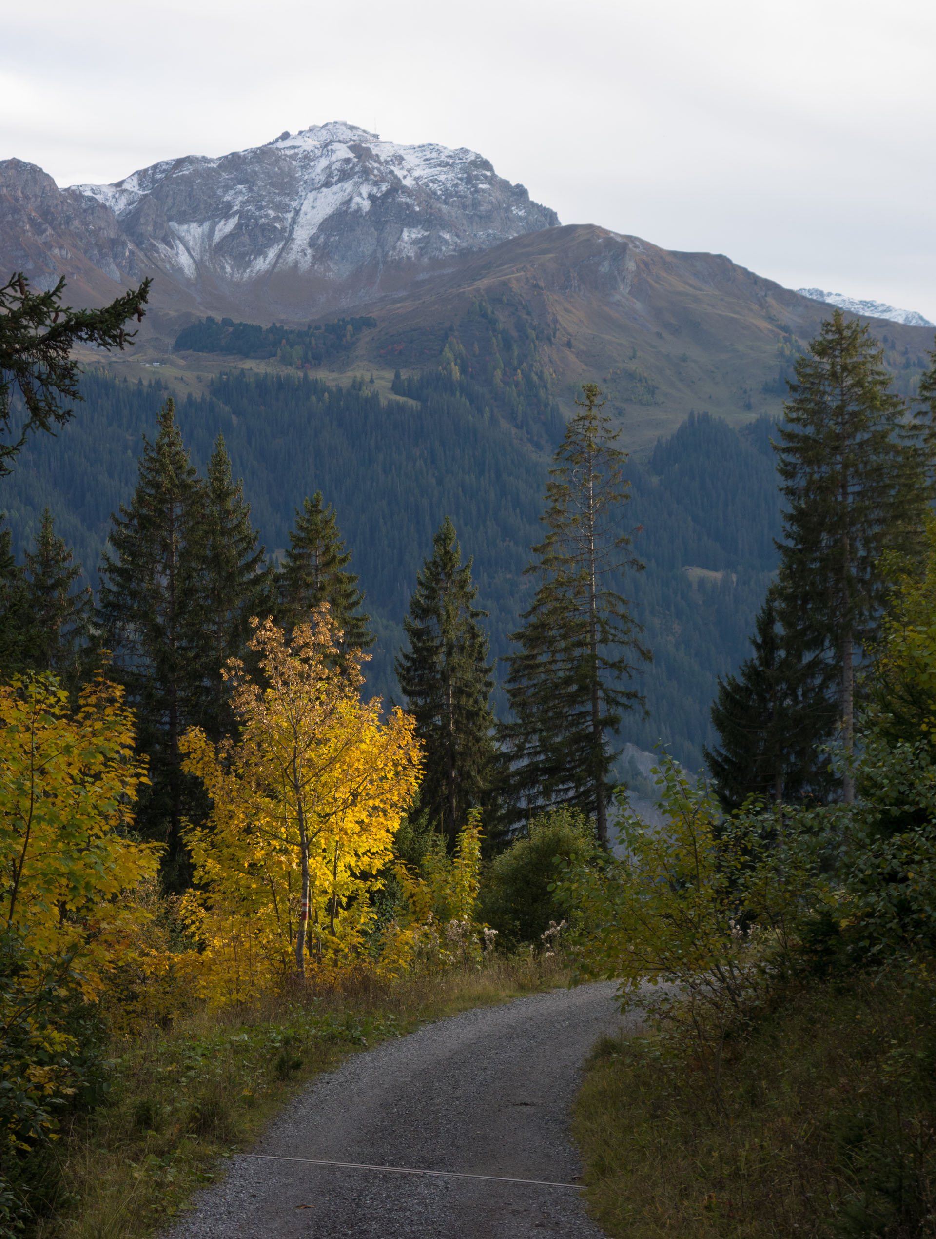 Forstweg Fatschel