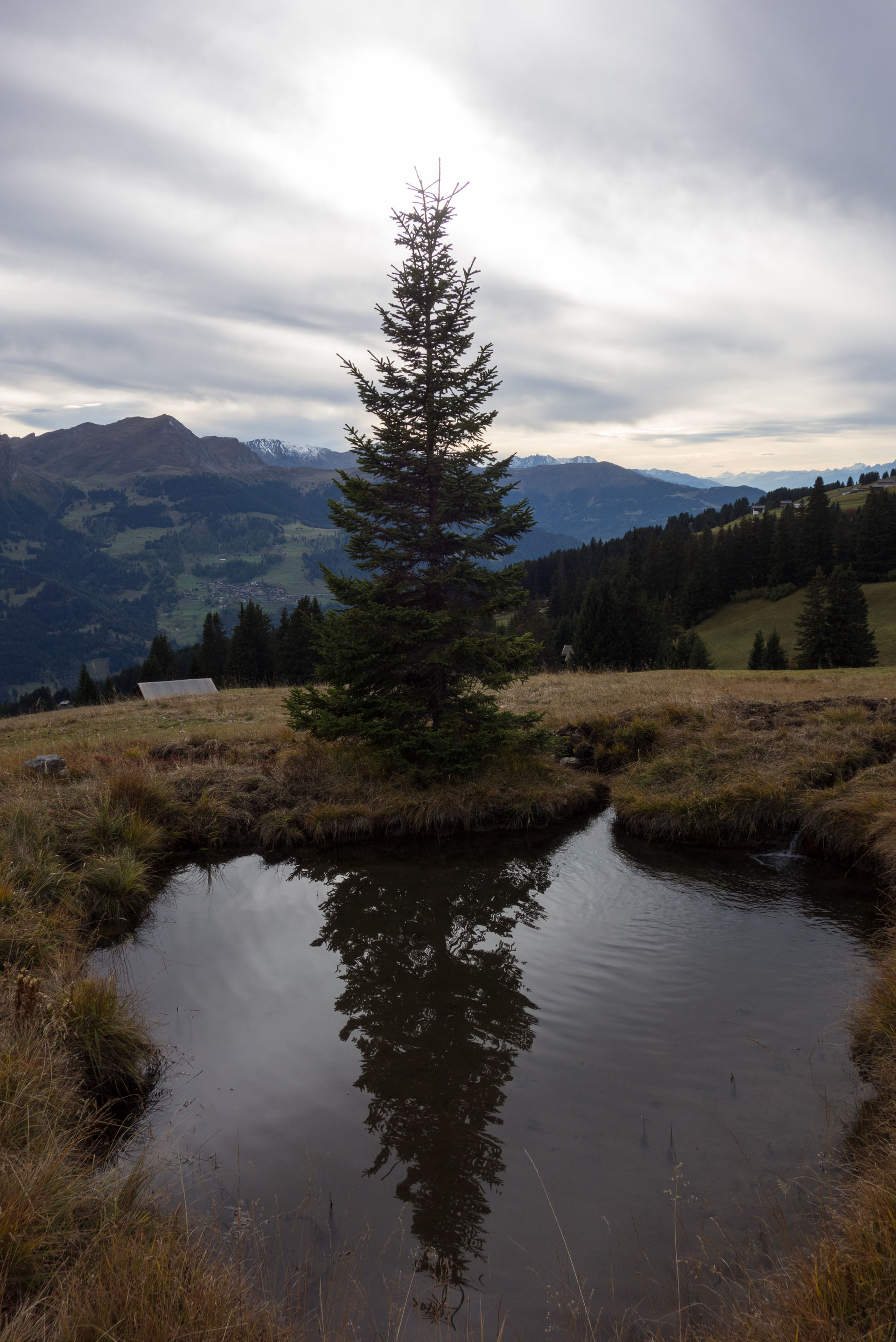 Tümpel mit Tanne