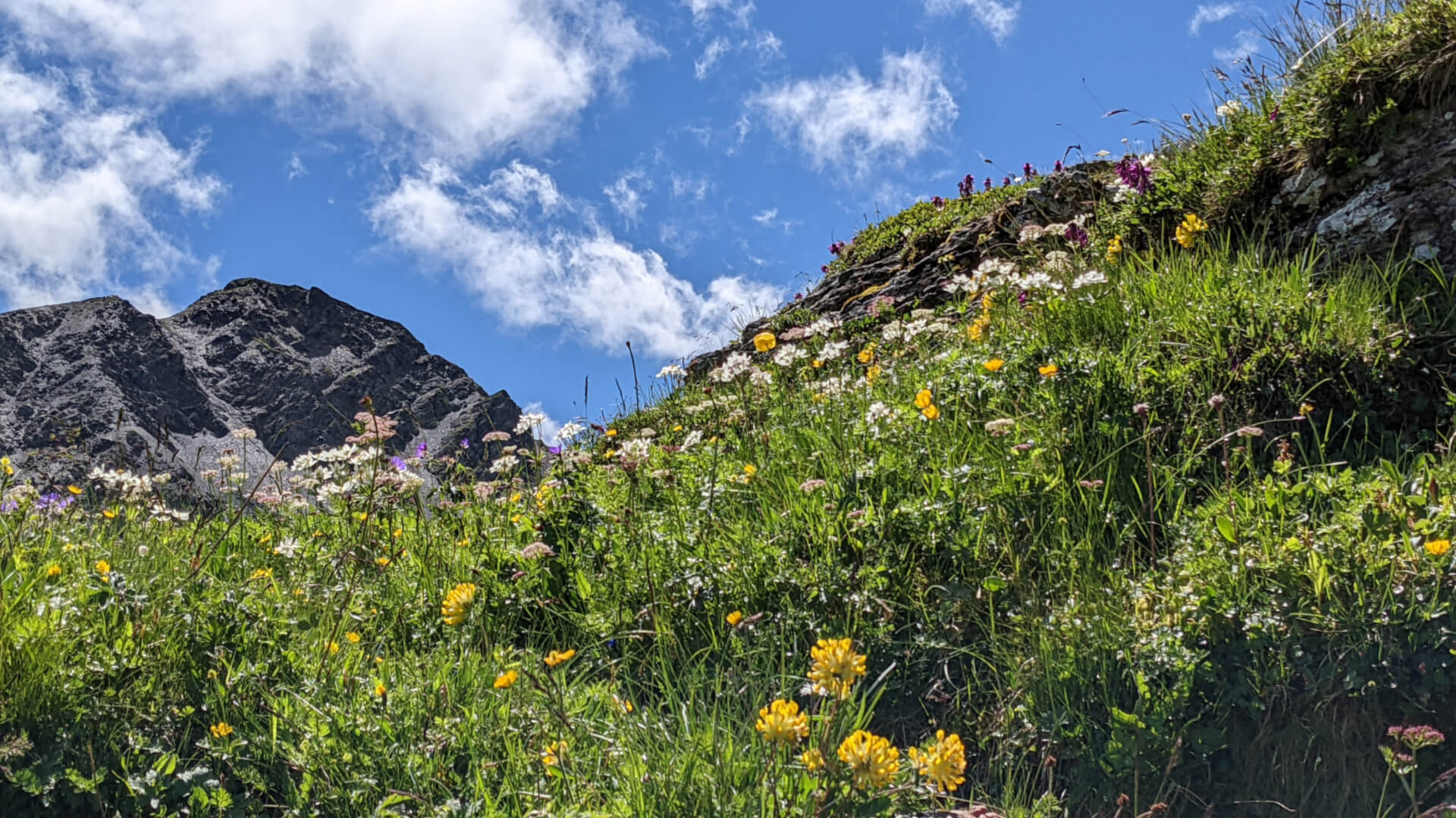 Alpenblumen