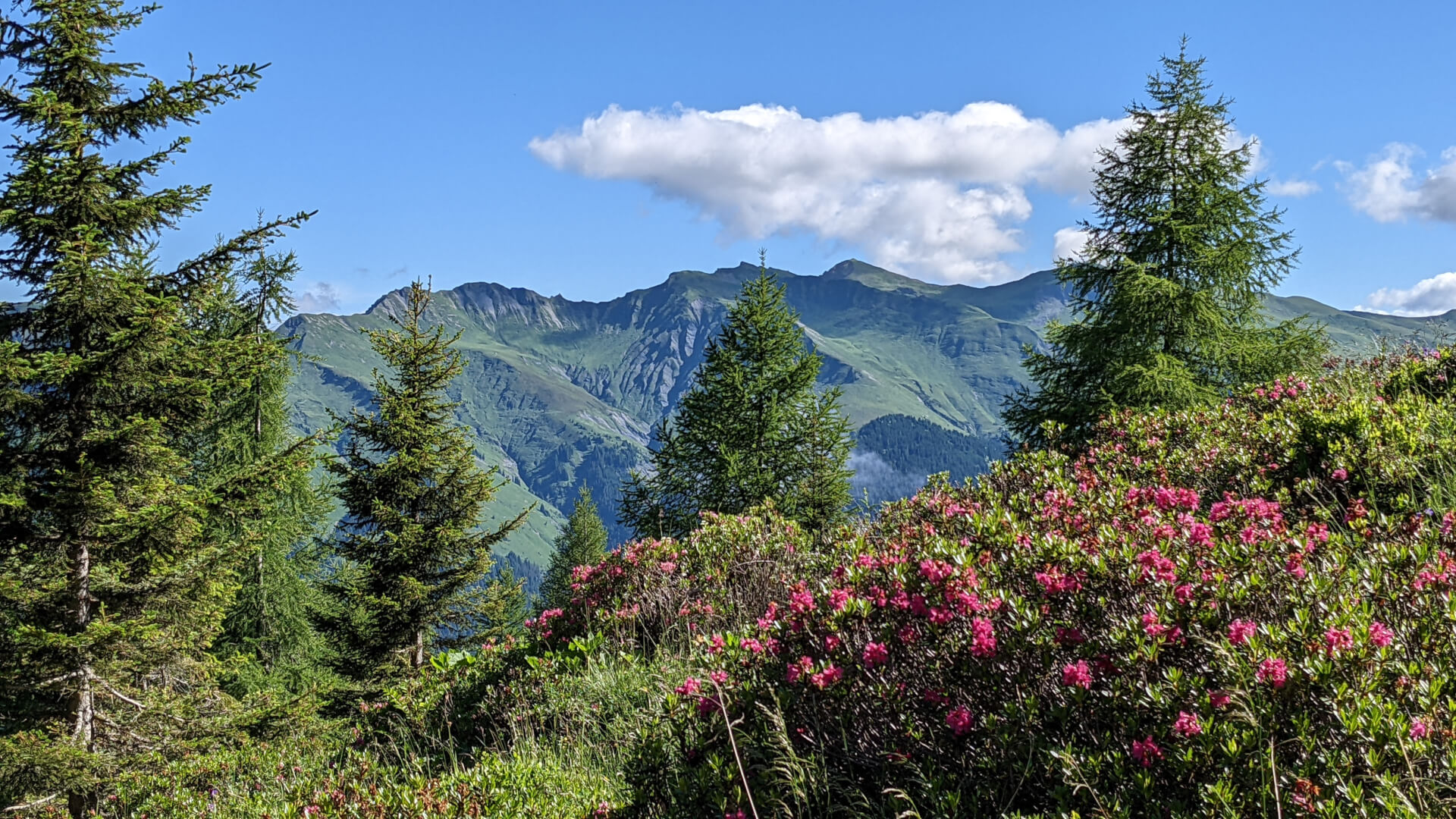 Alpenrosen