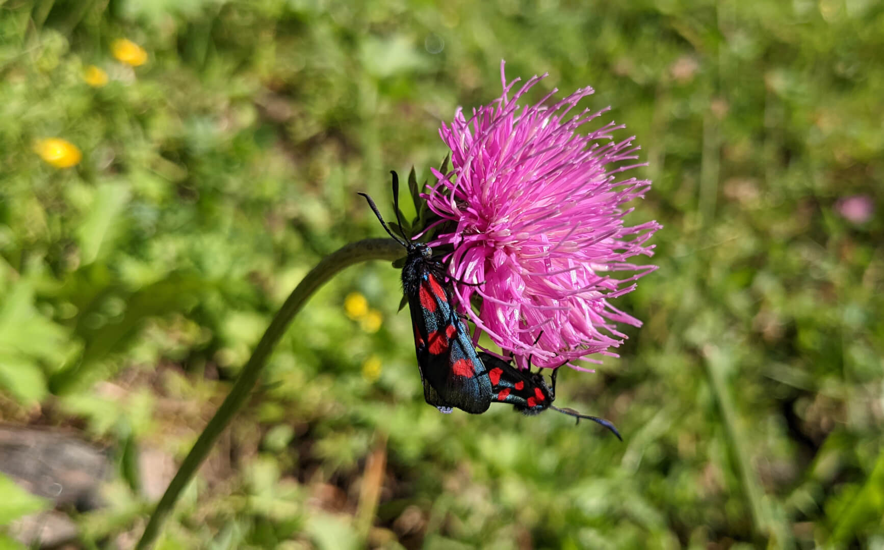 Blume mit Insekten