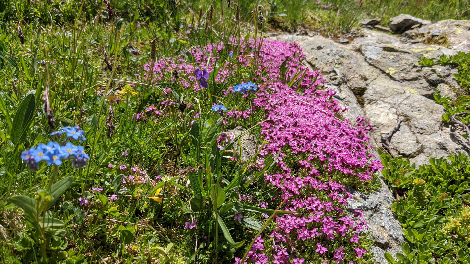 Blumen auf Fels