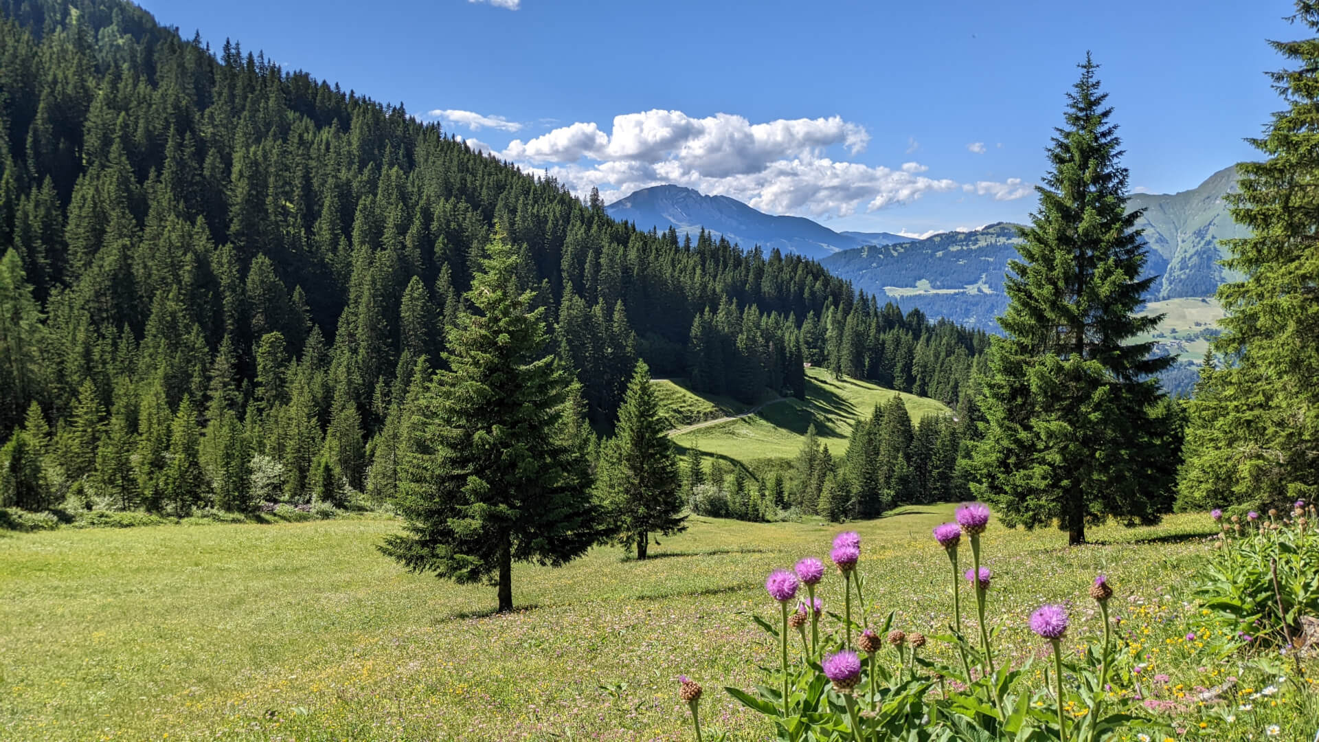 Malerische Alpwiese