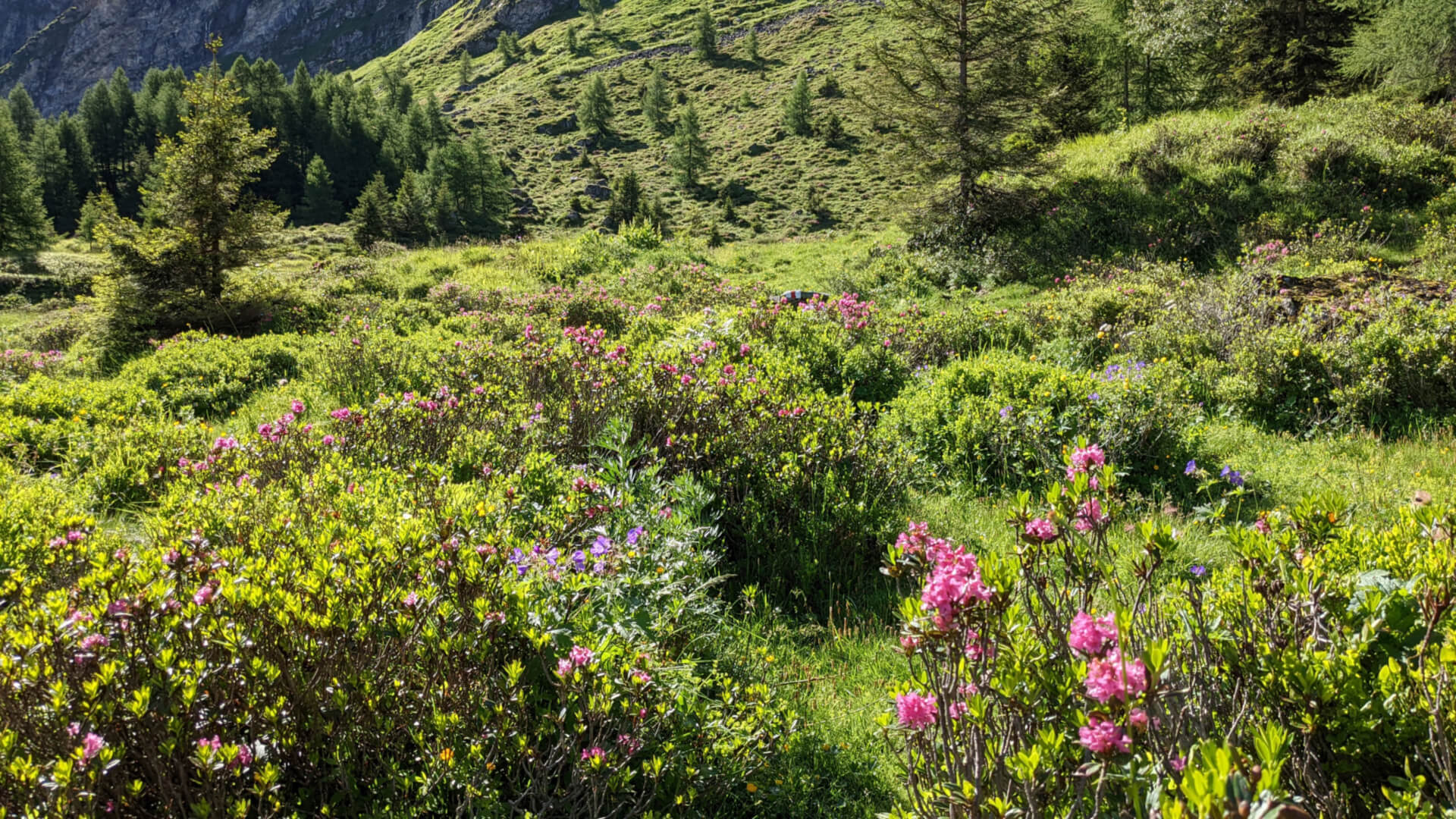 Wanderweg durch Alpenrosen