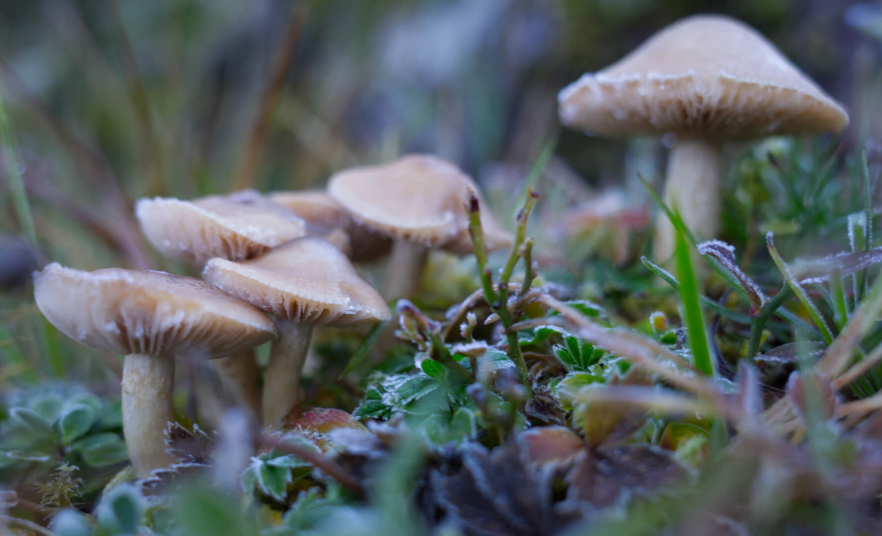 Kleine Pilze