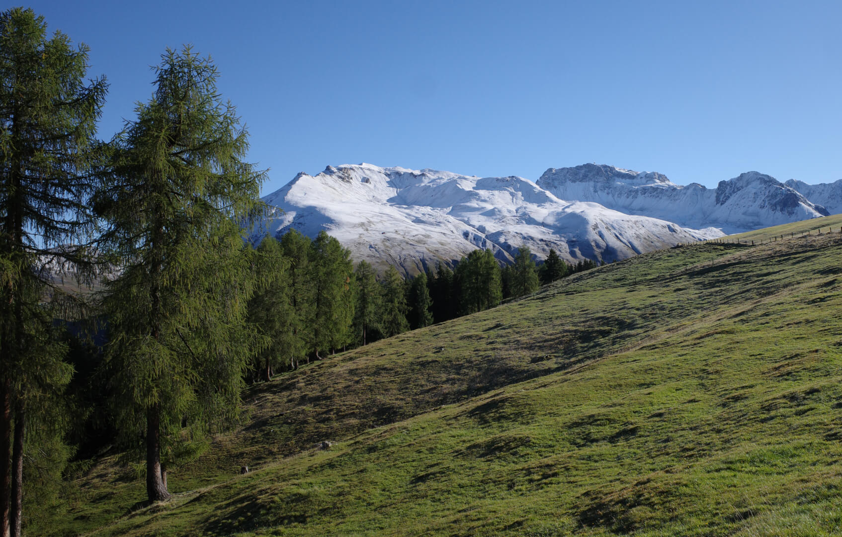 Lärche mit Schnee