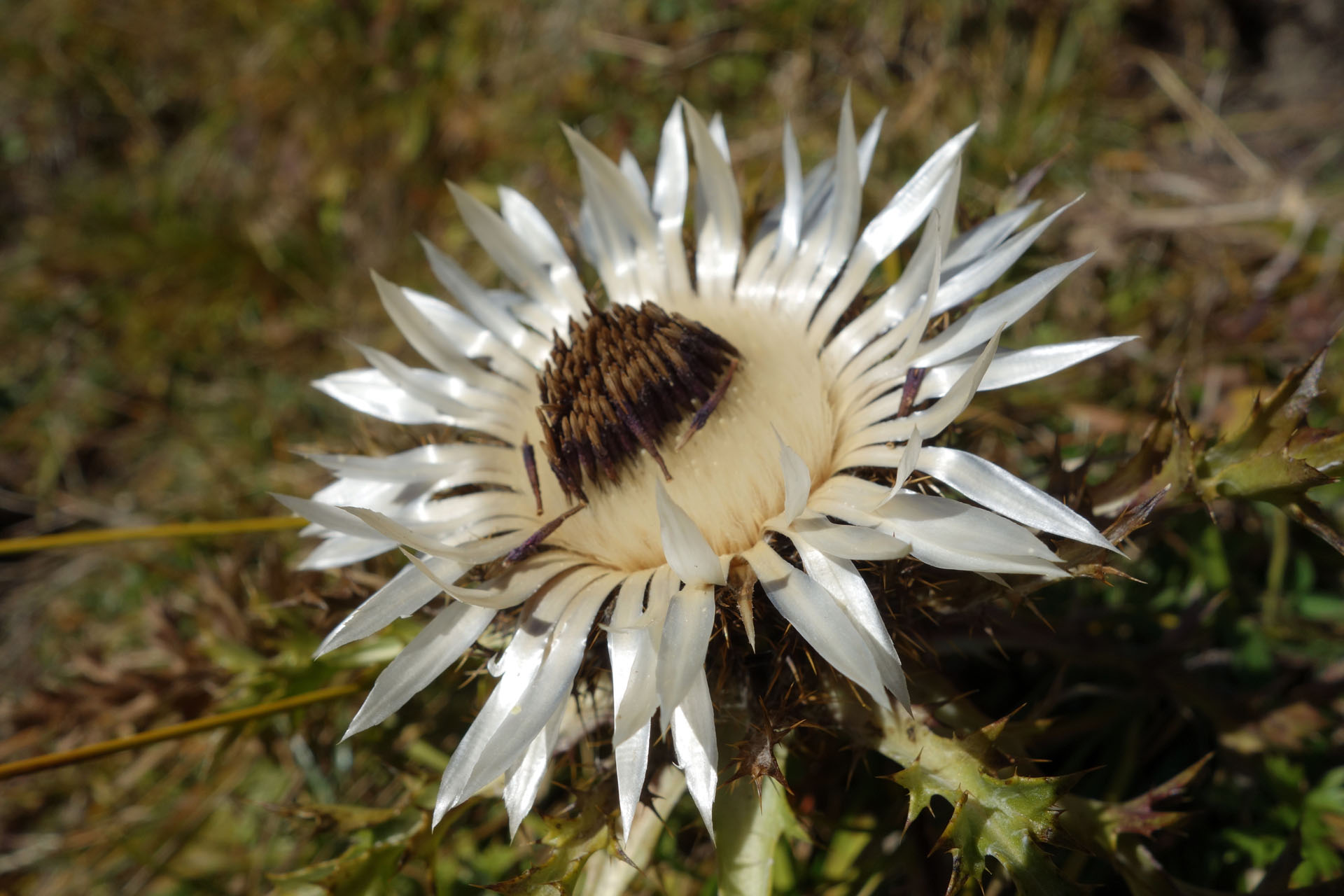 Silberdistel
