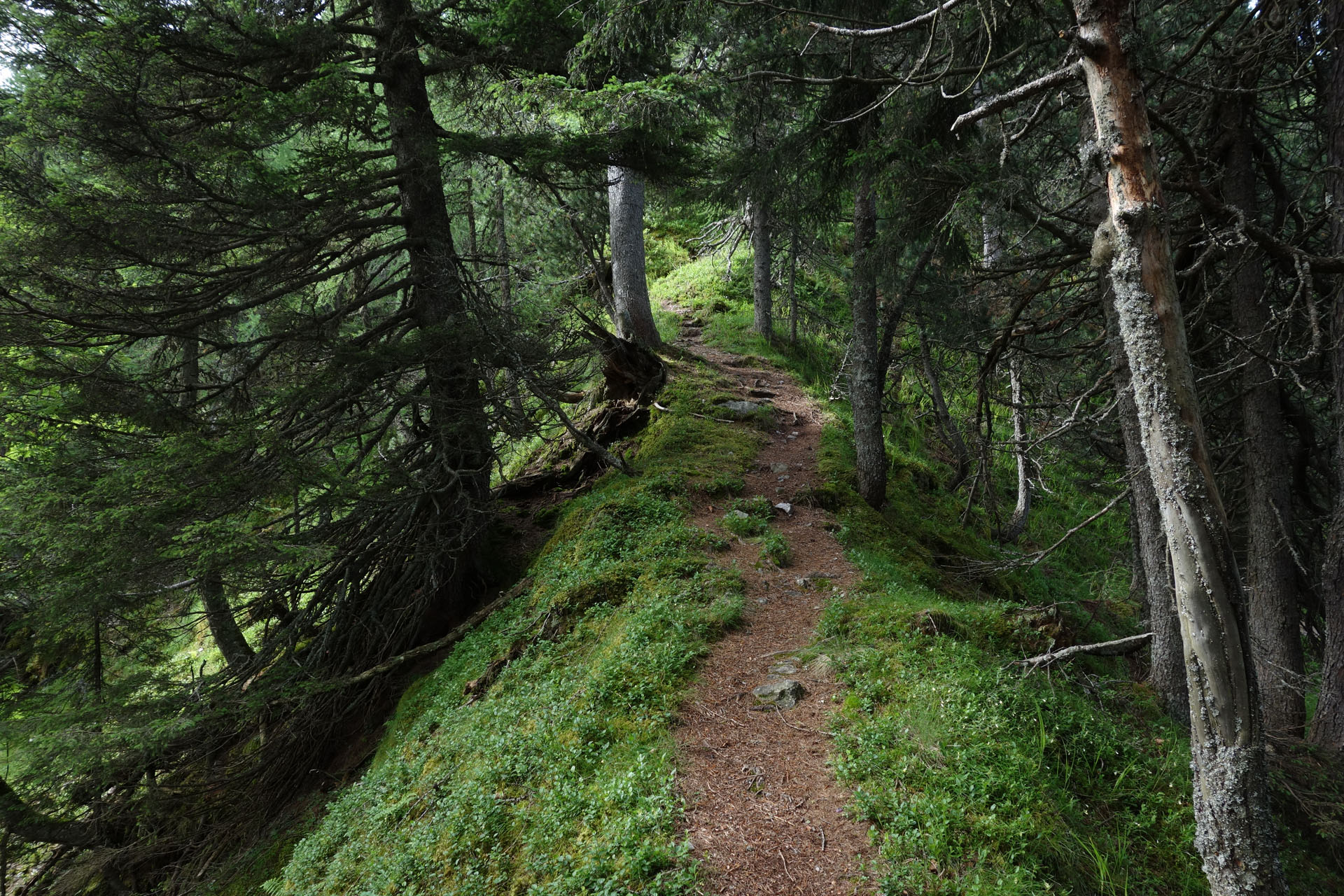 Gratweg im Wald