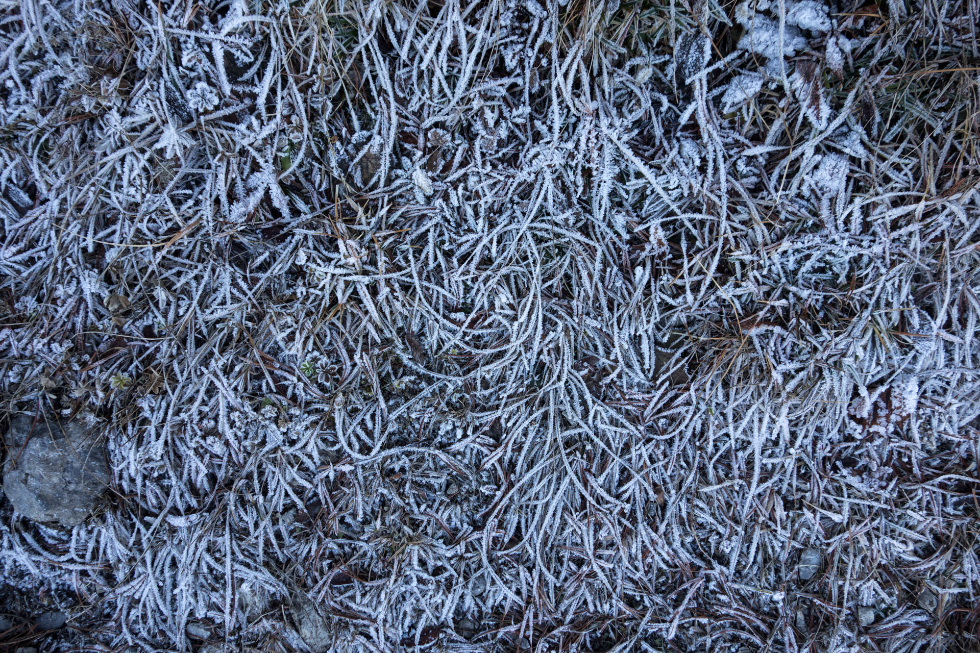 Geforenes Gras