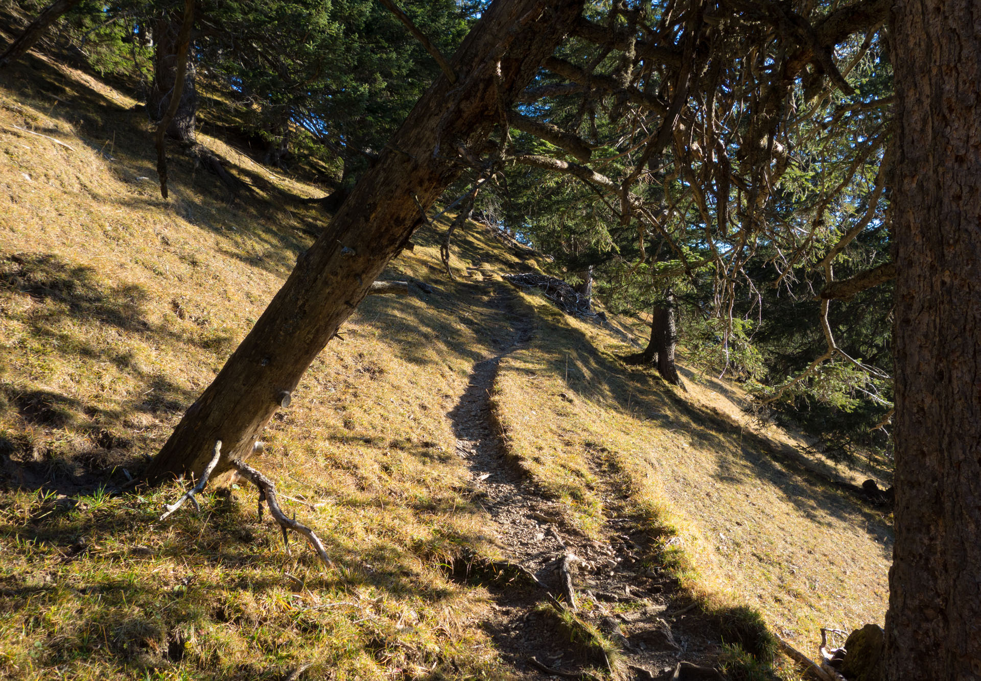 Wanderweg Bergli
