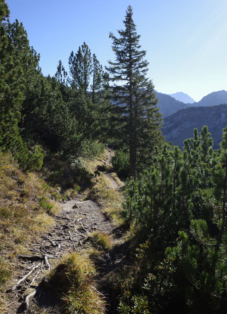 Latschenkiefern