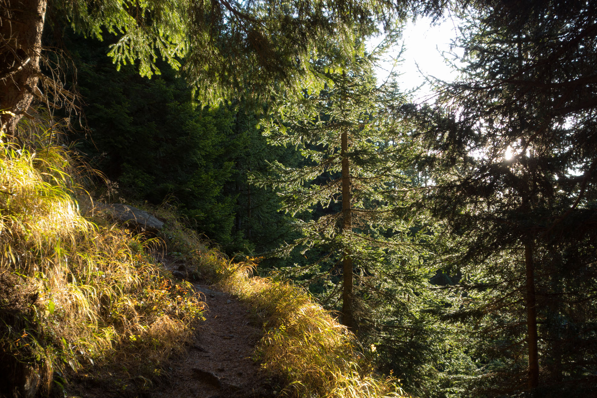 Warmes Licht im Wald