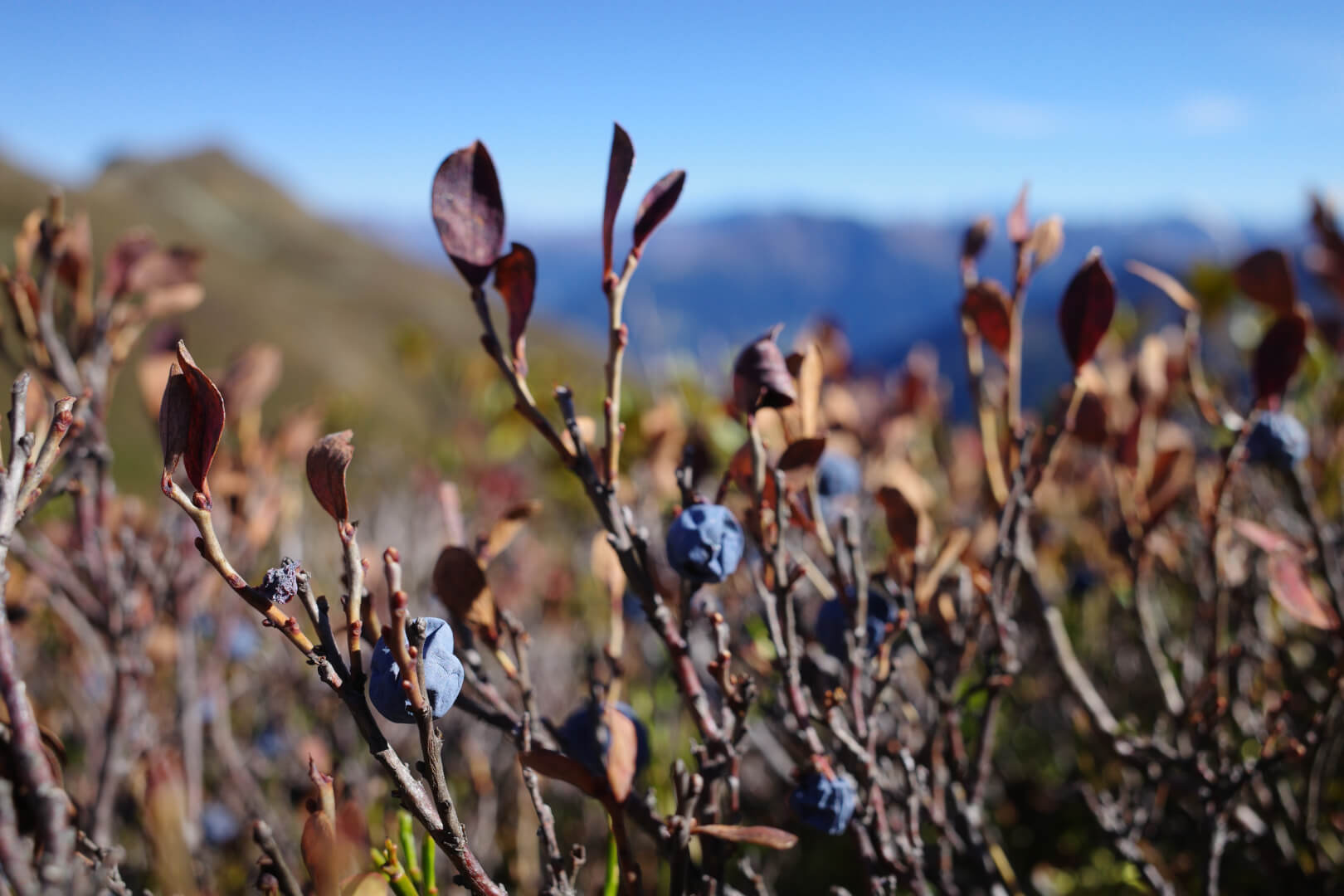 Vertrocknete Blaubeeren