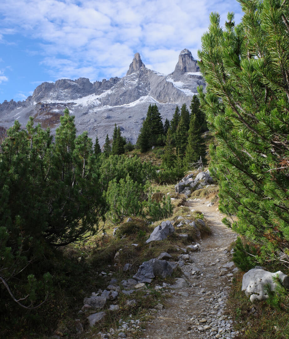 Weg durch Latschenkiefern