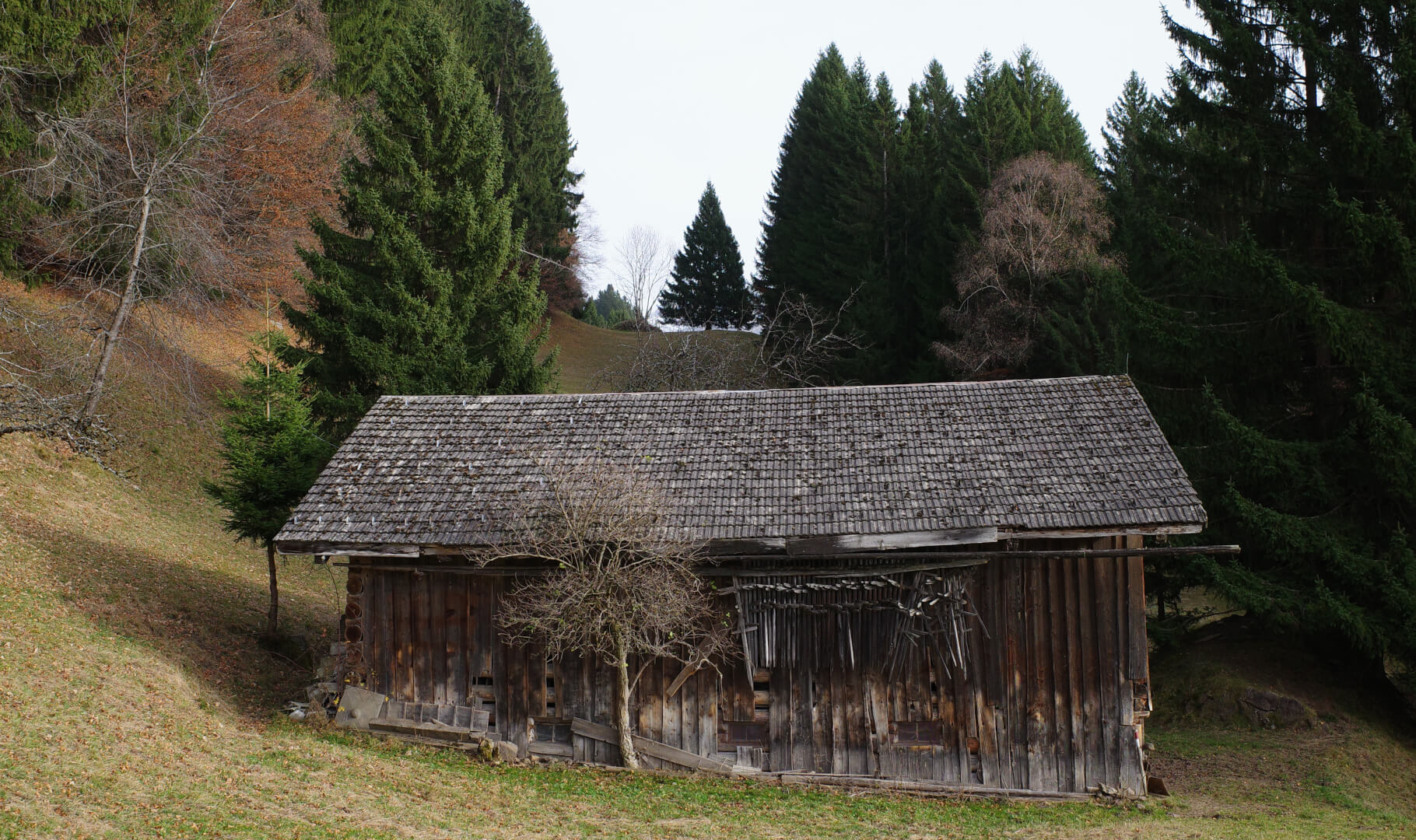 Alte Scheune mit Tanne