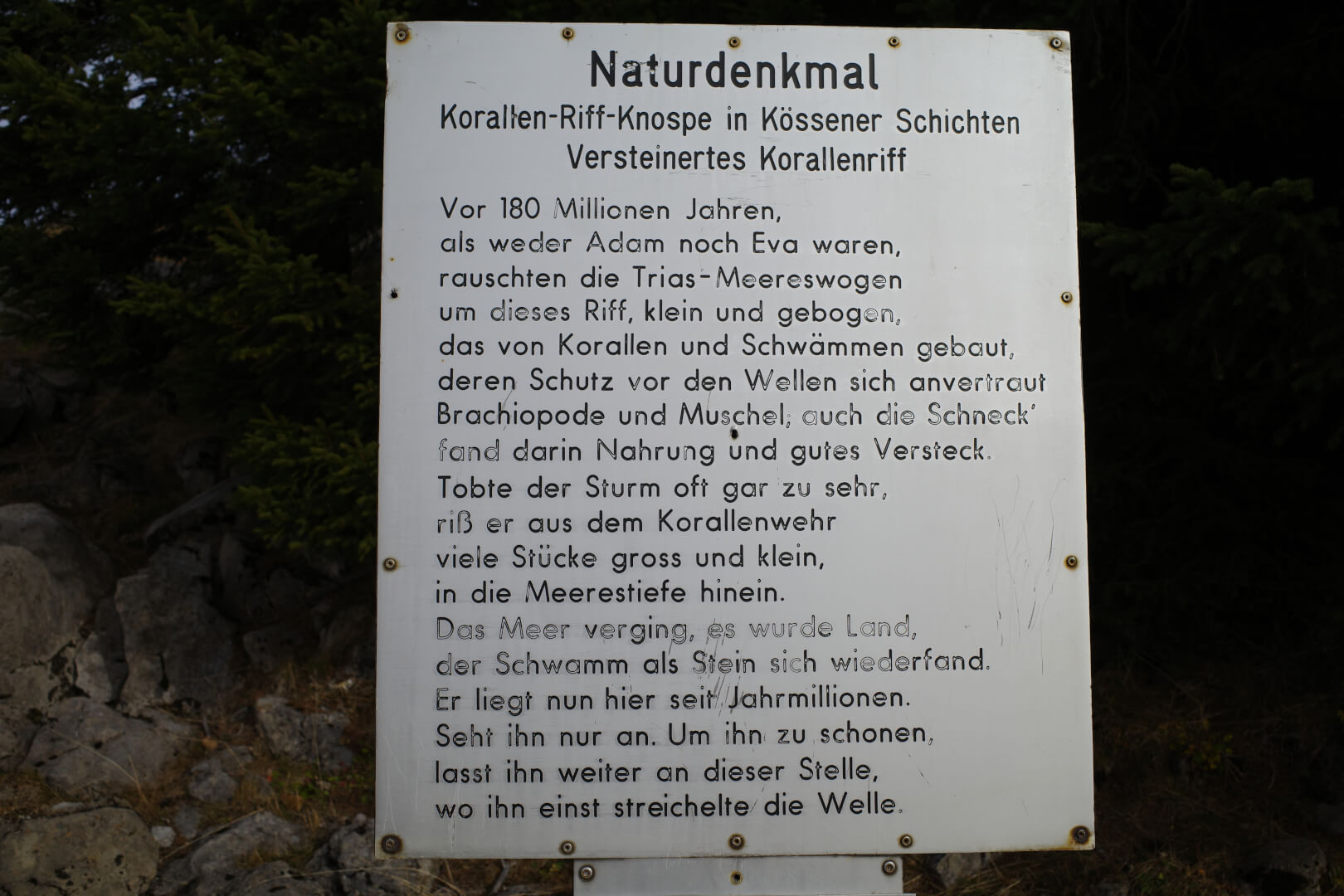 Korallen-Riff-Knospe