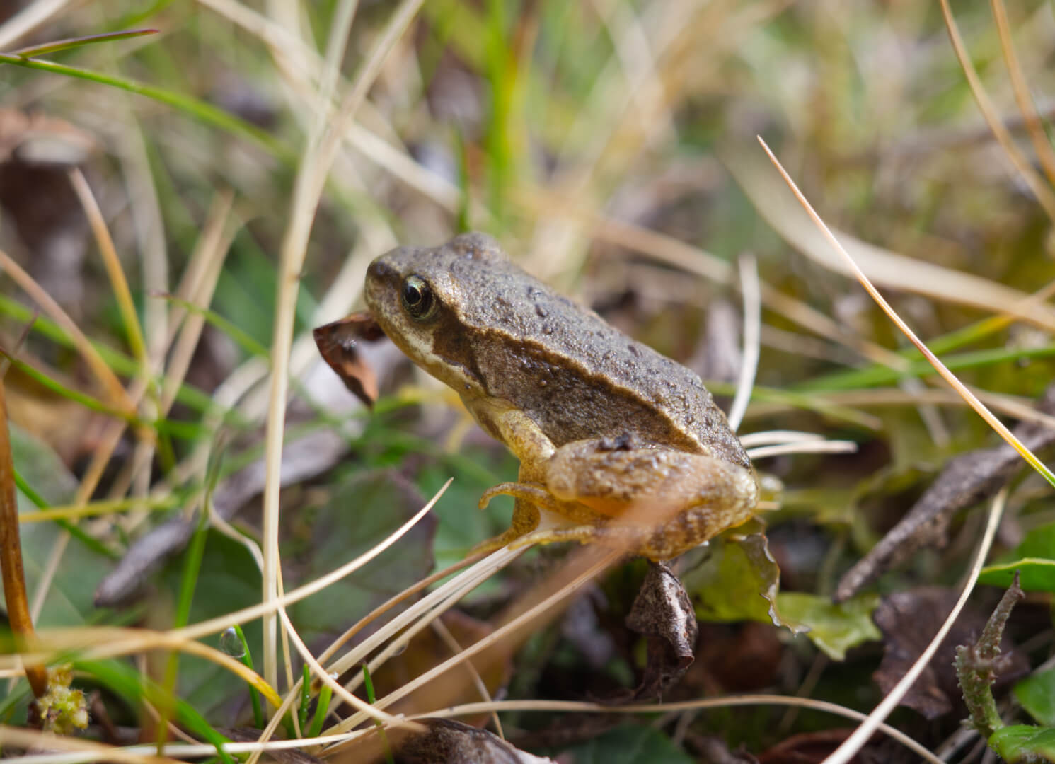 Kleiner Frosch
