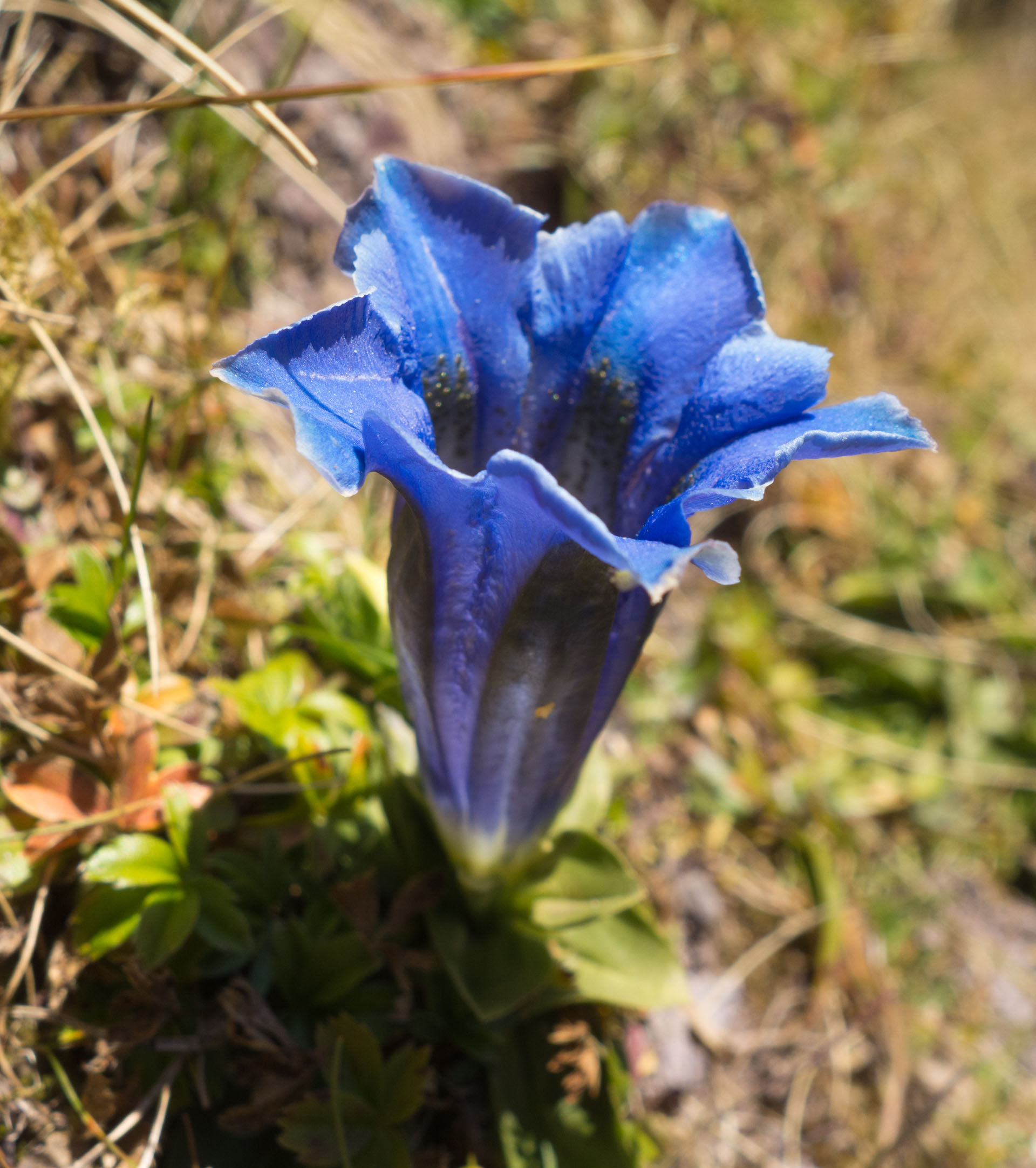 Blauer Enzian