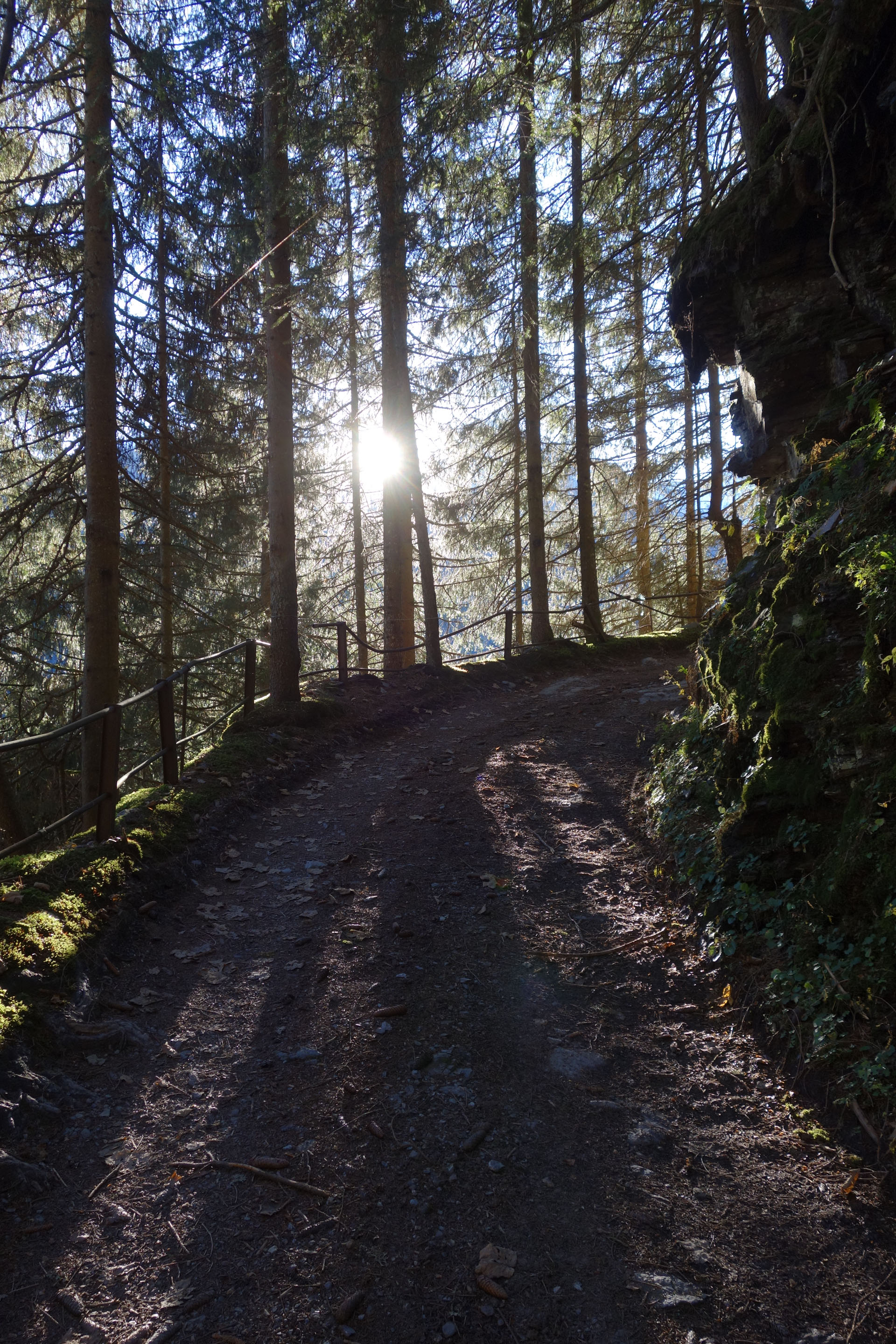 Waldweg mit Sonnenschein