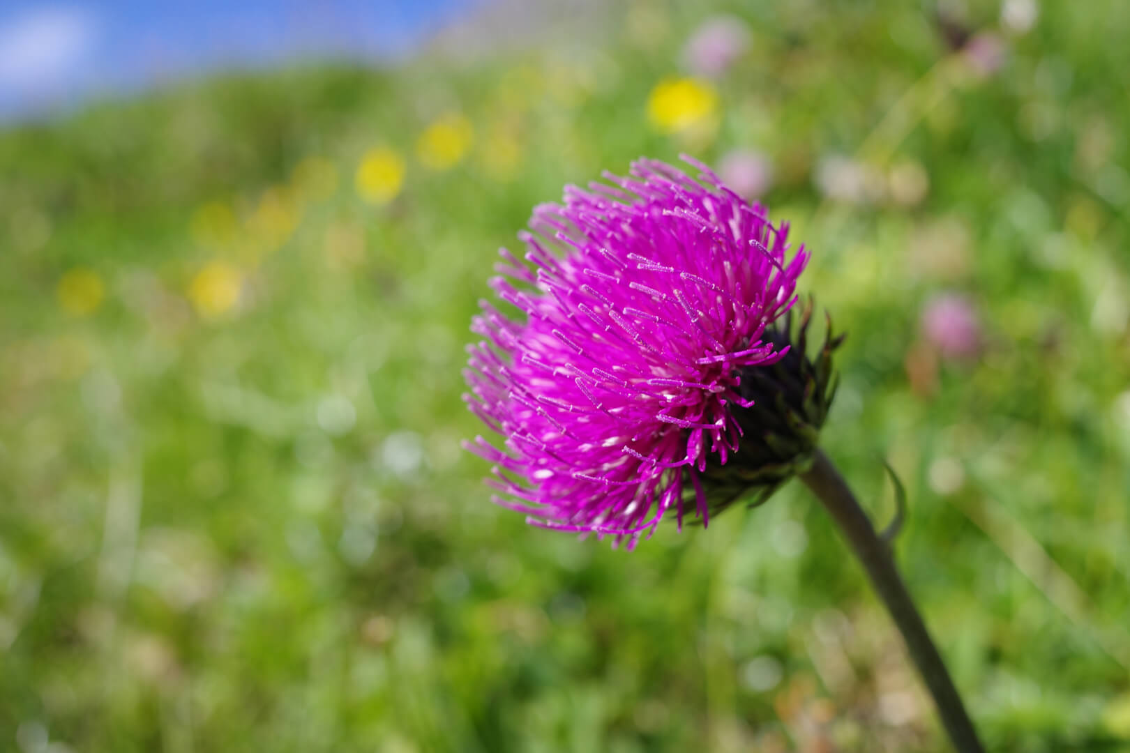 Alpendistel