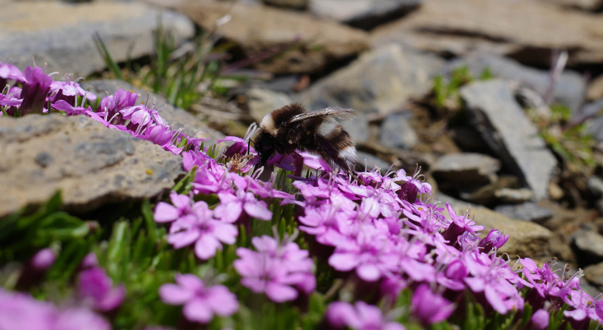 Alpine Bergbiene