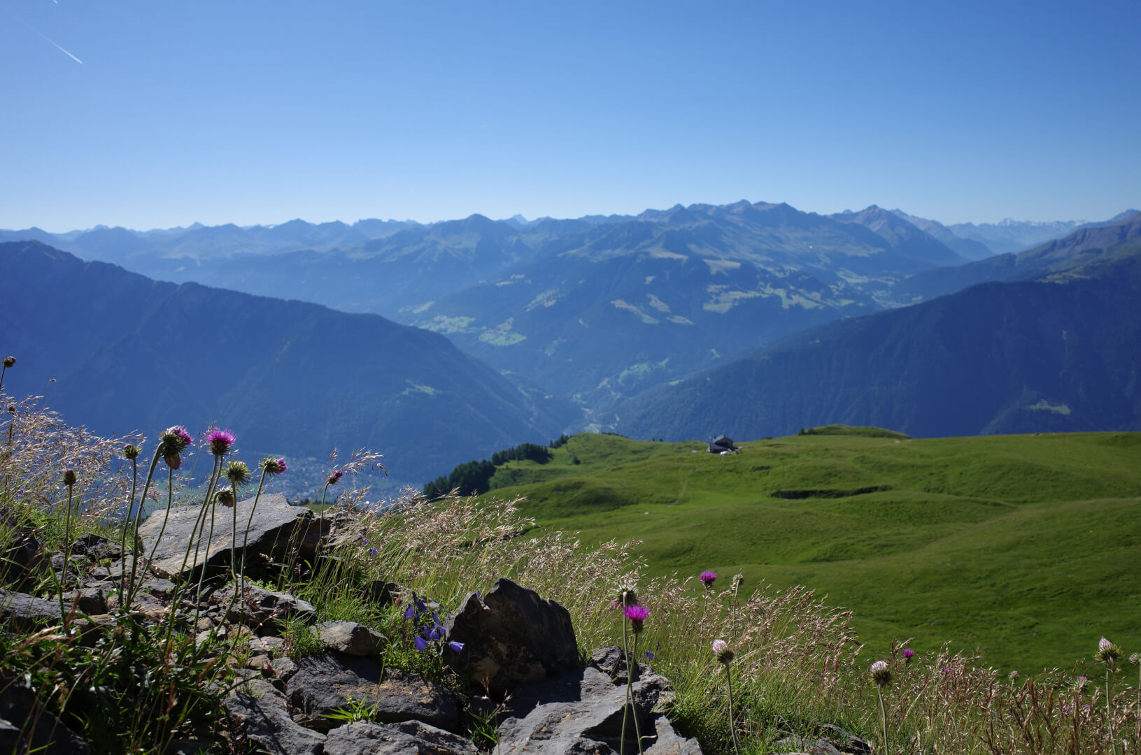 Calandahütte und Blumen