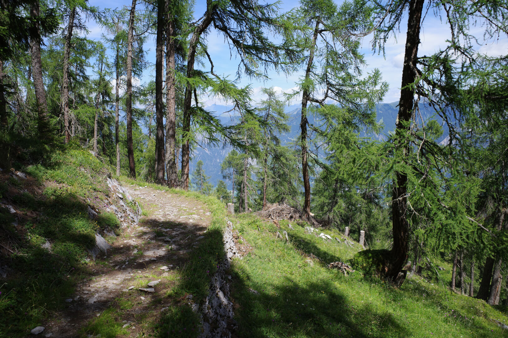 Hangweg mit Lärchen