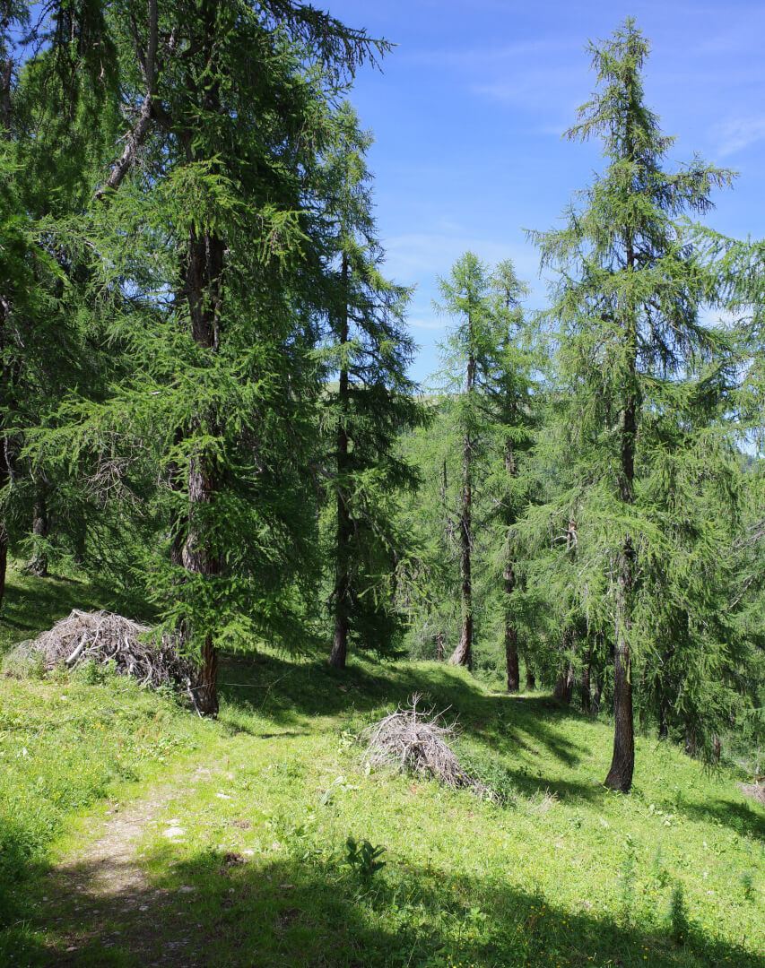 Lärchenwald
